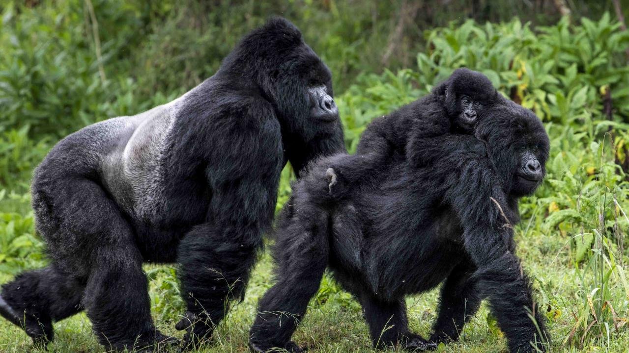 Mountain gorilla family_© Skyler Bishop for Gorilla Doctors.jpg