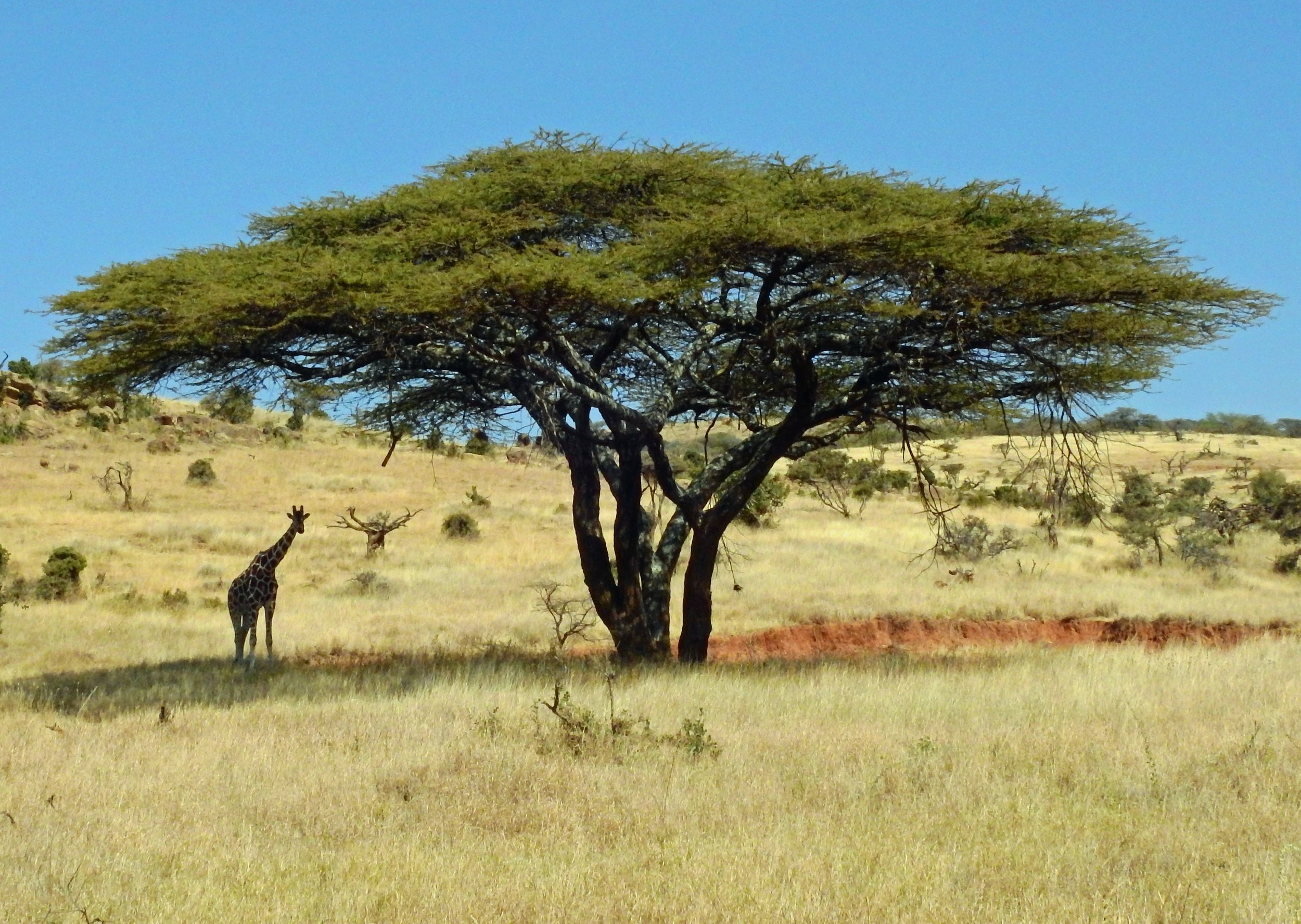 Kenya.jpeg