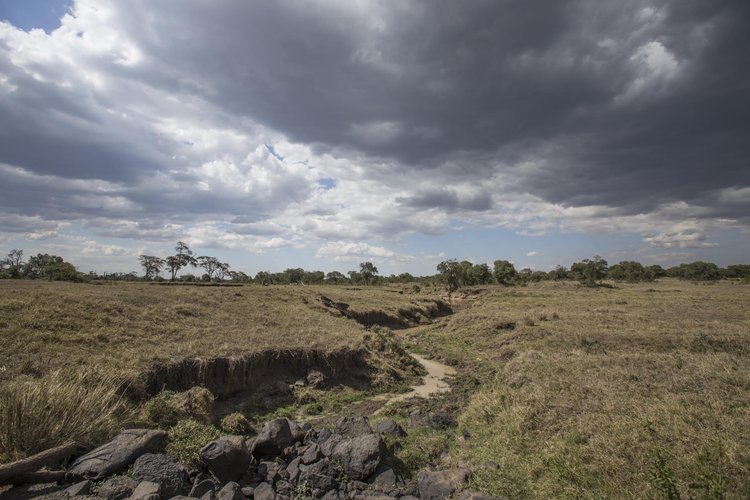 Planting Trees in Kenya.jpeg