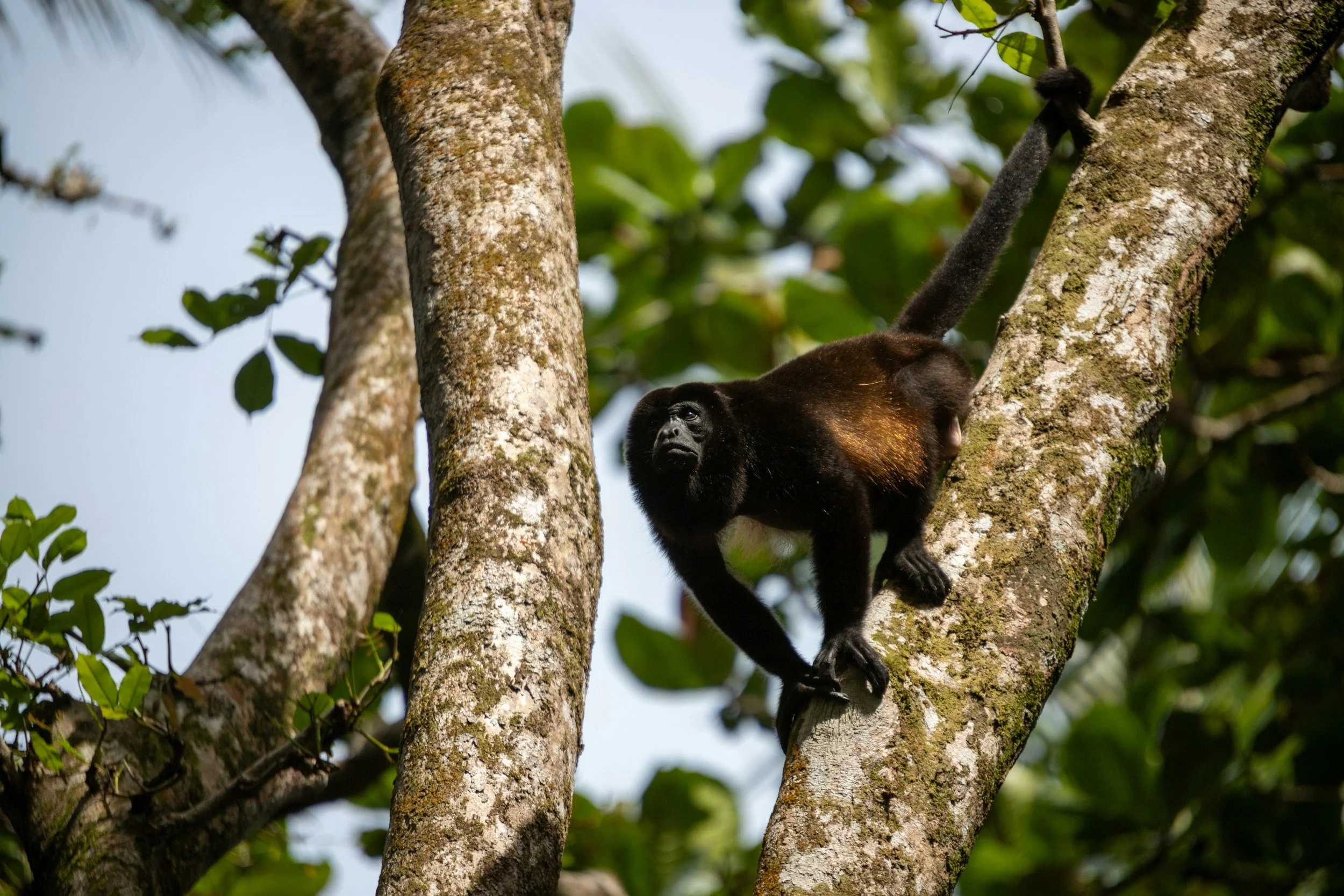 Spider Monkey - Unsplash Stock image