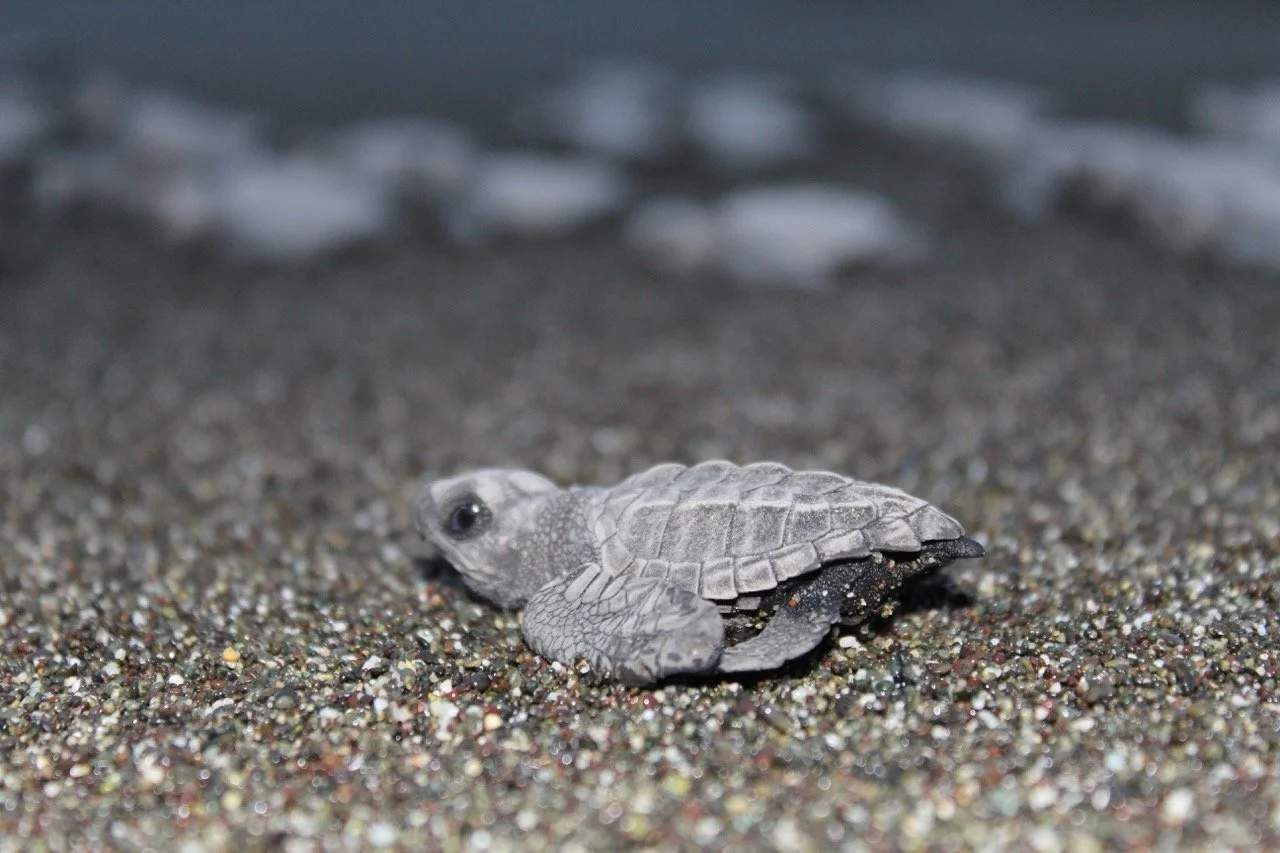bay turtle Large.jpeg