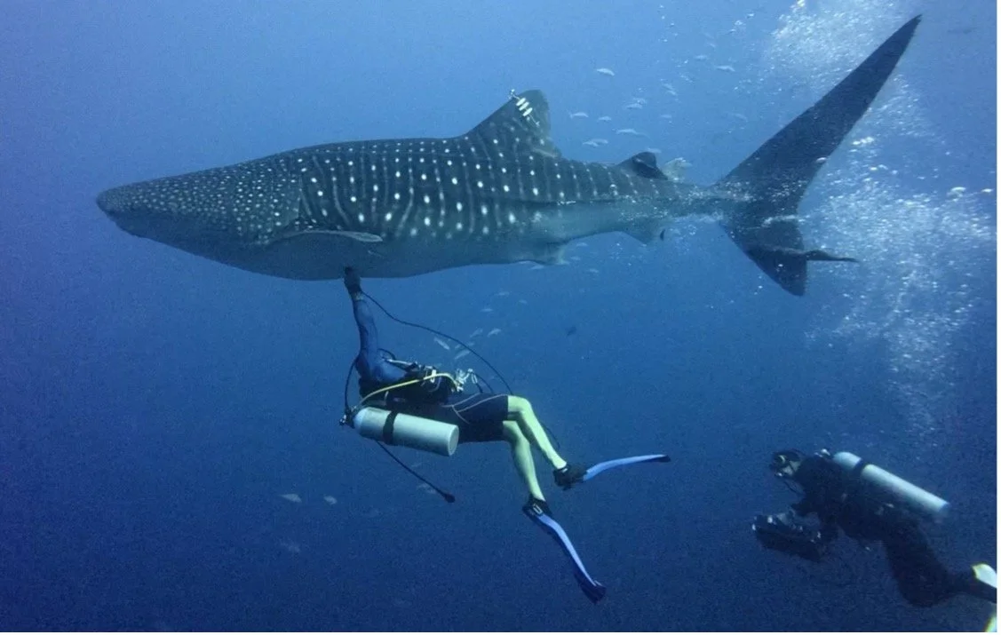 Stewardship in Action: Conservation News from the Field, Q3 2026