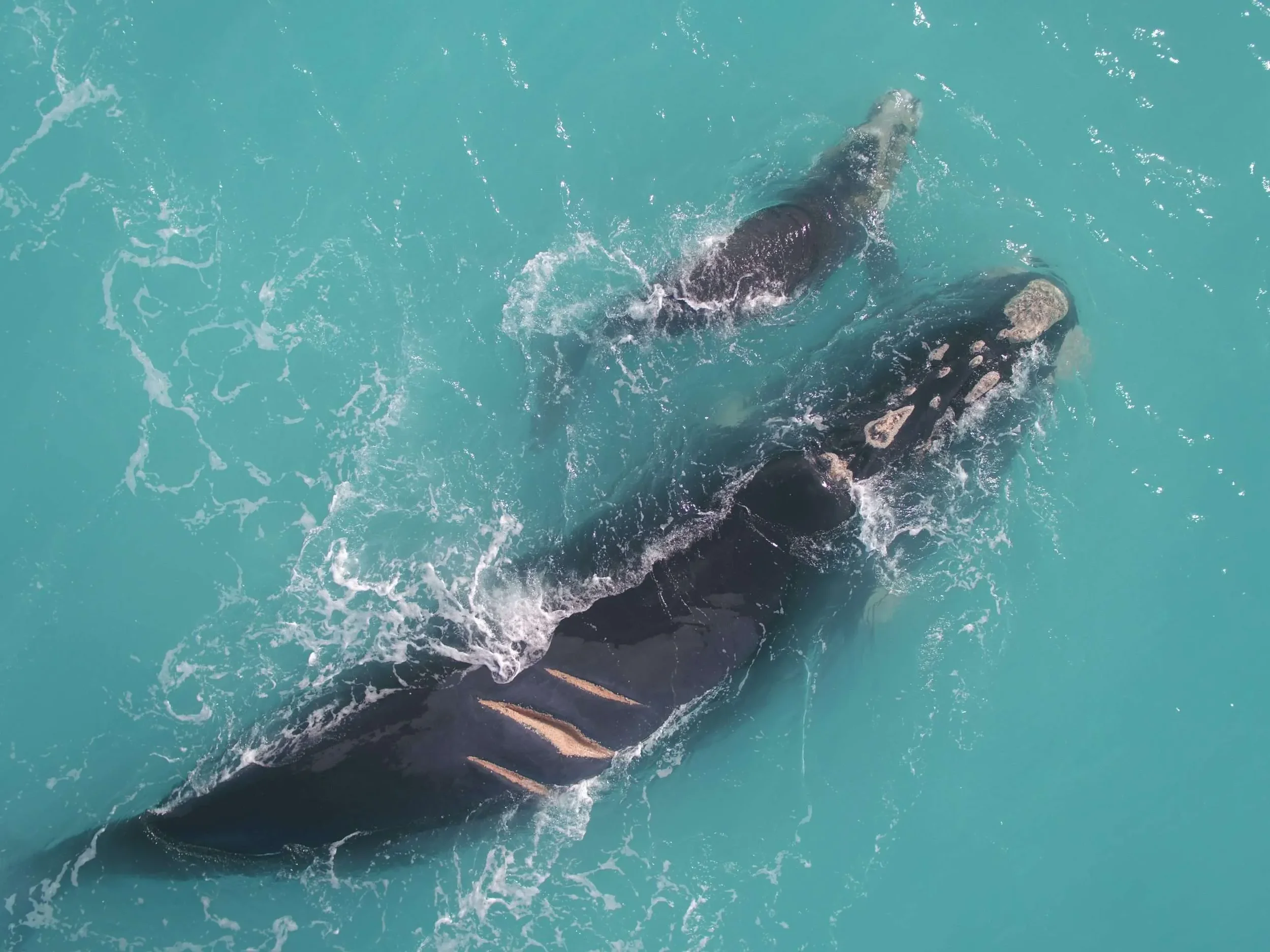 Right-whale-mother-with-ship-strike-injuries-photo-by-Fabien-Vivier-Murdoch-University-Australia-taken-under-research-permit-scaled.webp