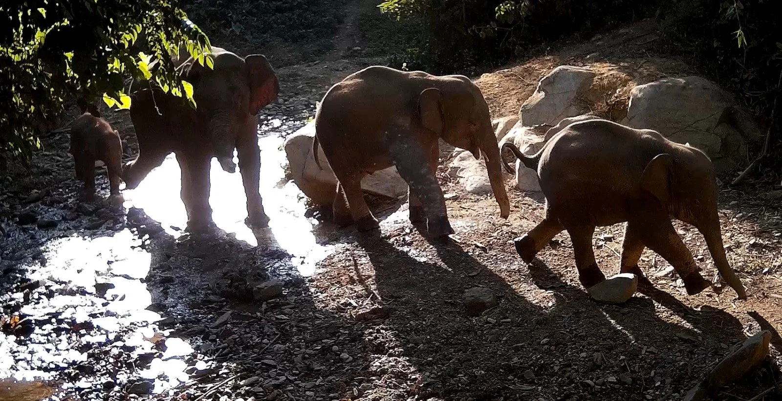 elephants walking
