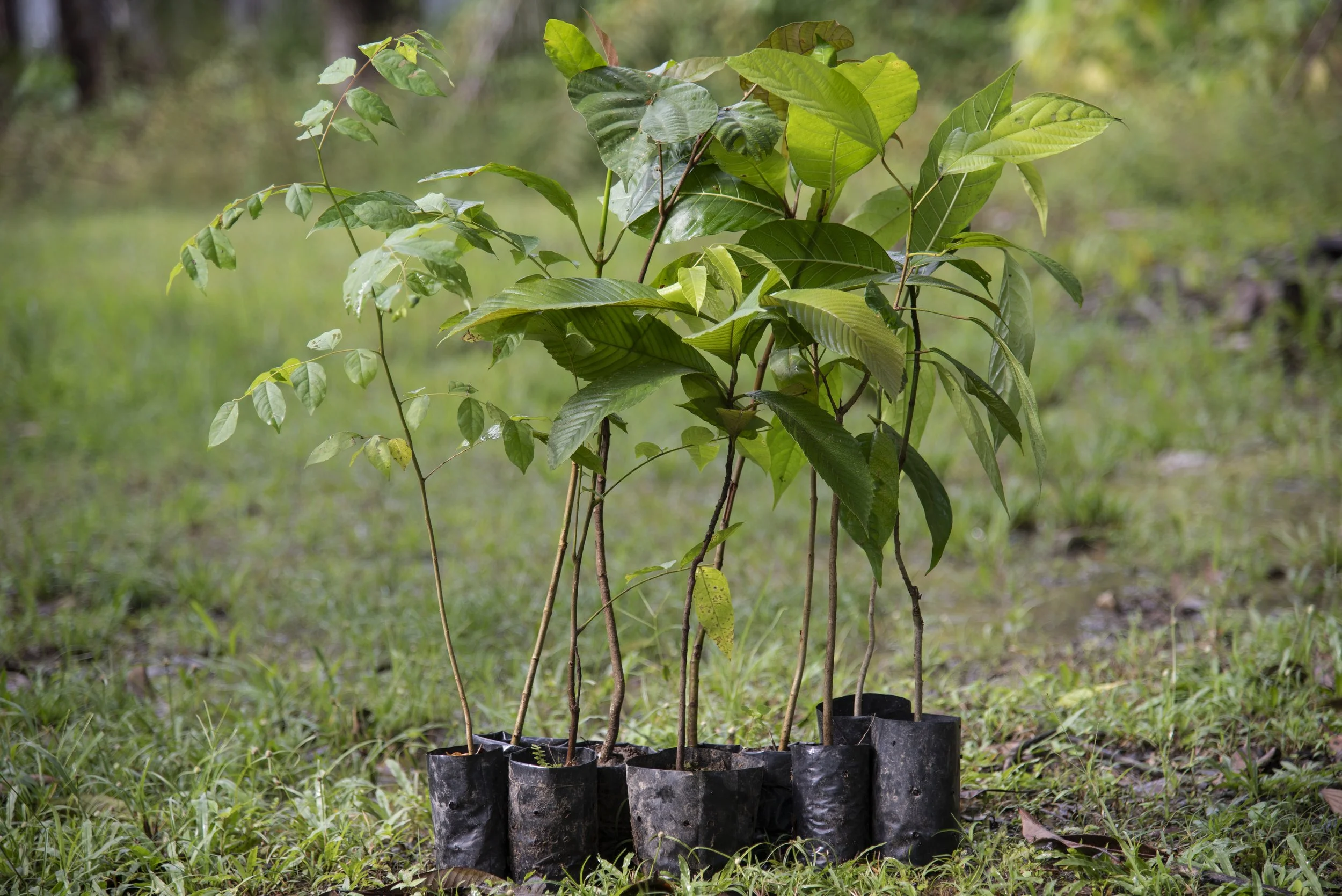 Trees in Malaysia