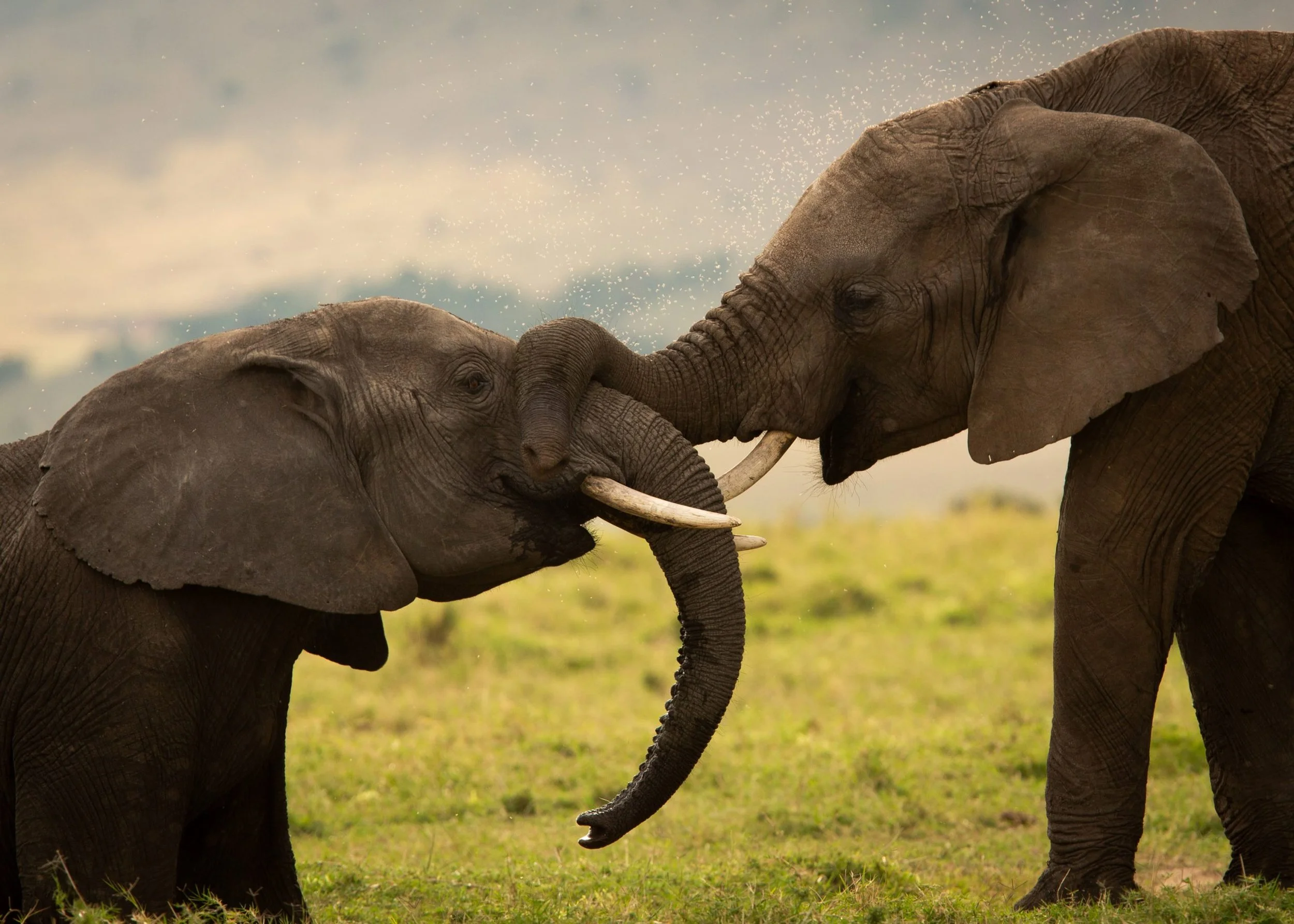 elephants at play