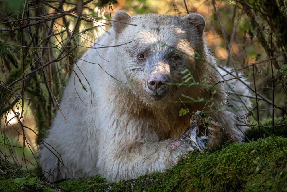 Strengthening Indigenous Stewardship in the Great Bear Rainforest