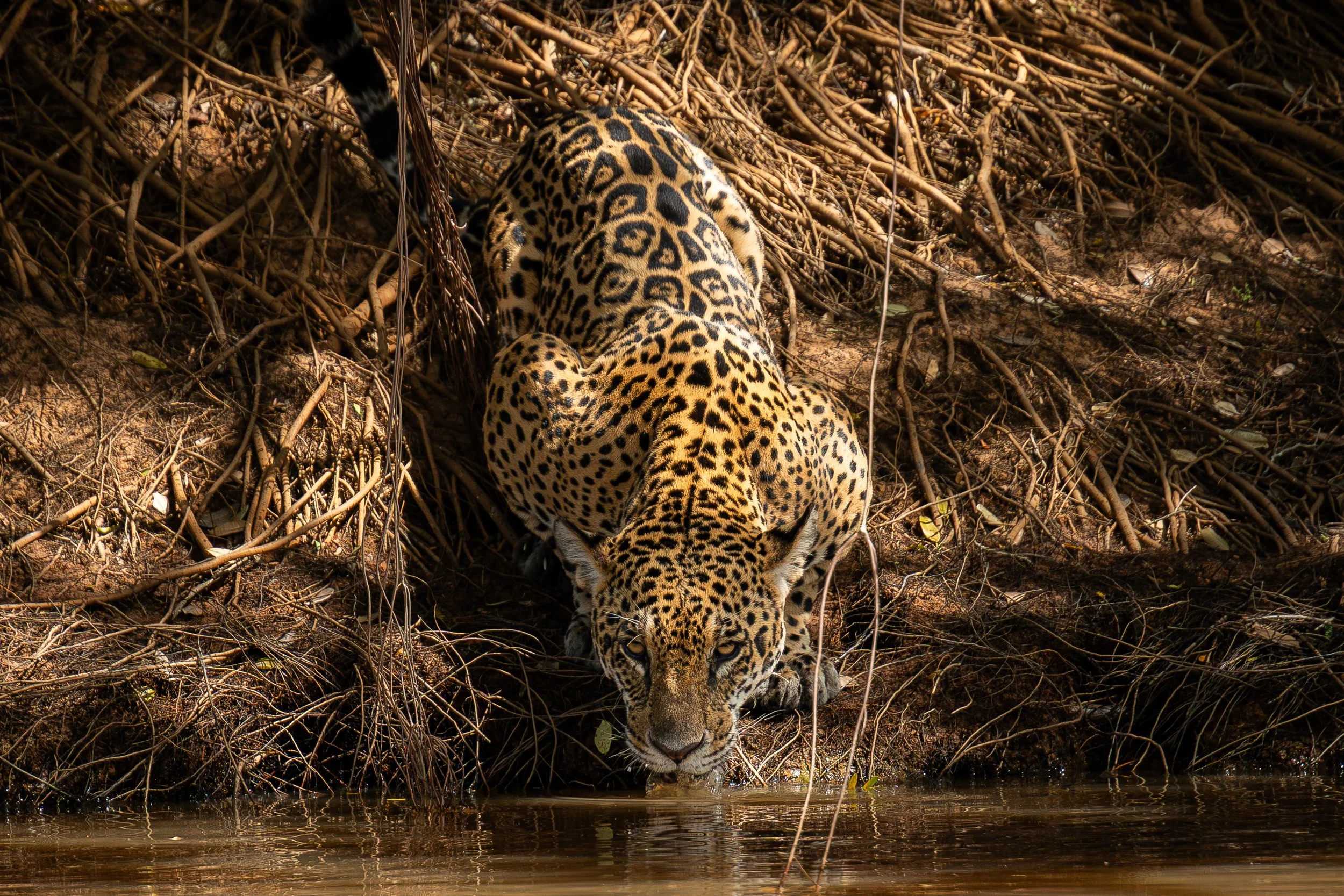Jaguar drinking out of the river
