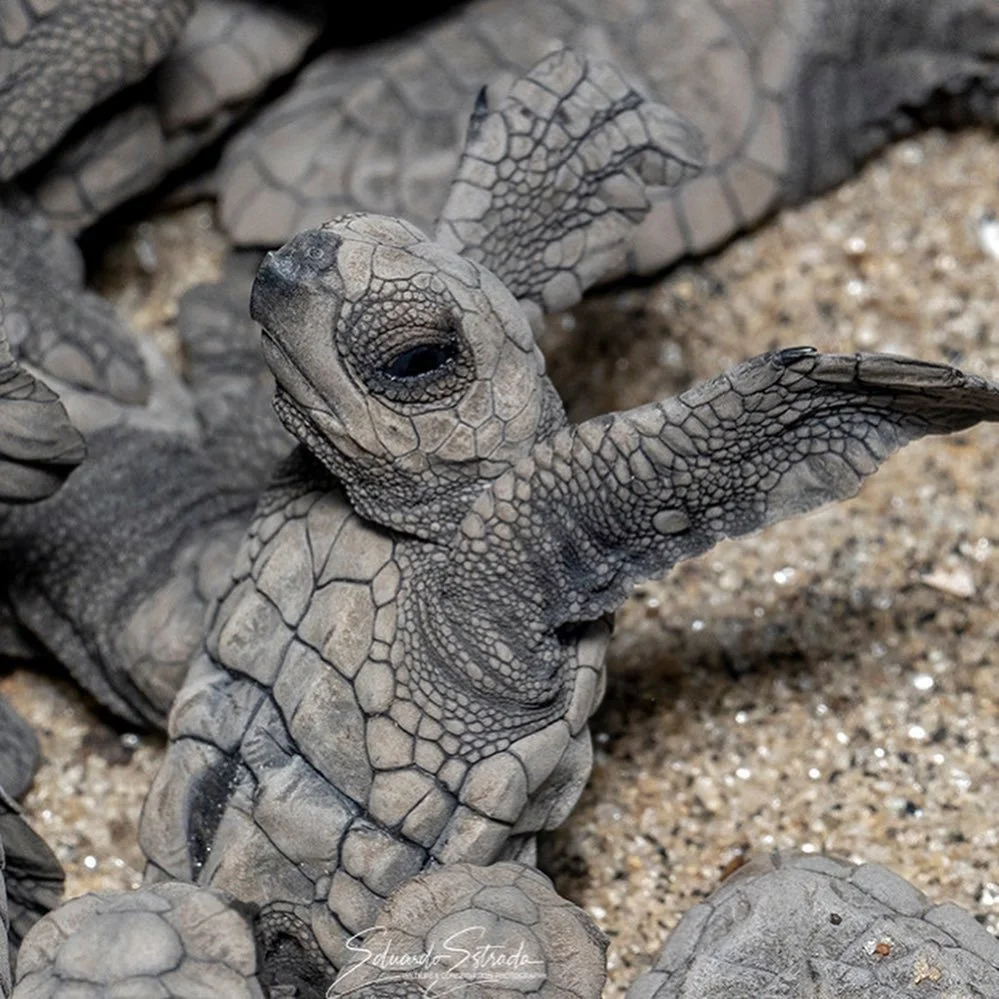 baby sea turtle
