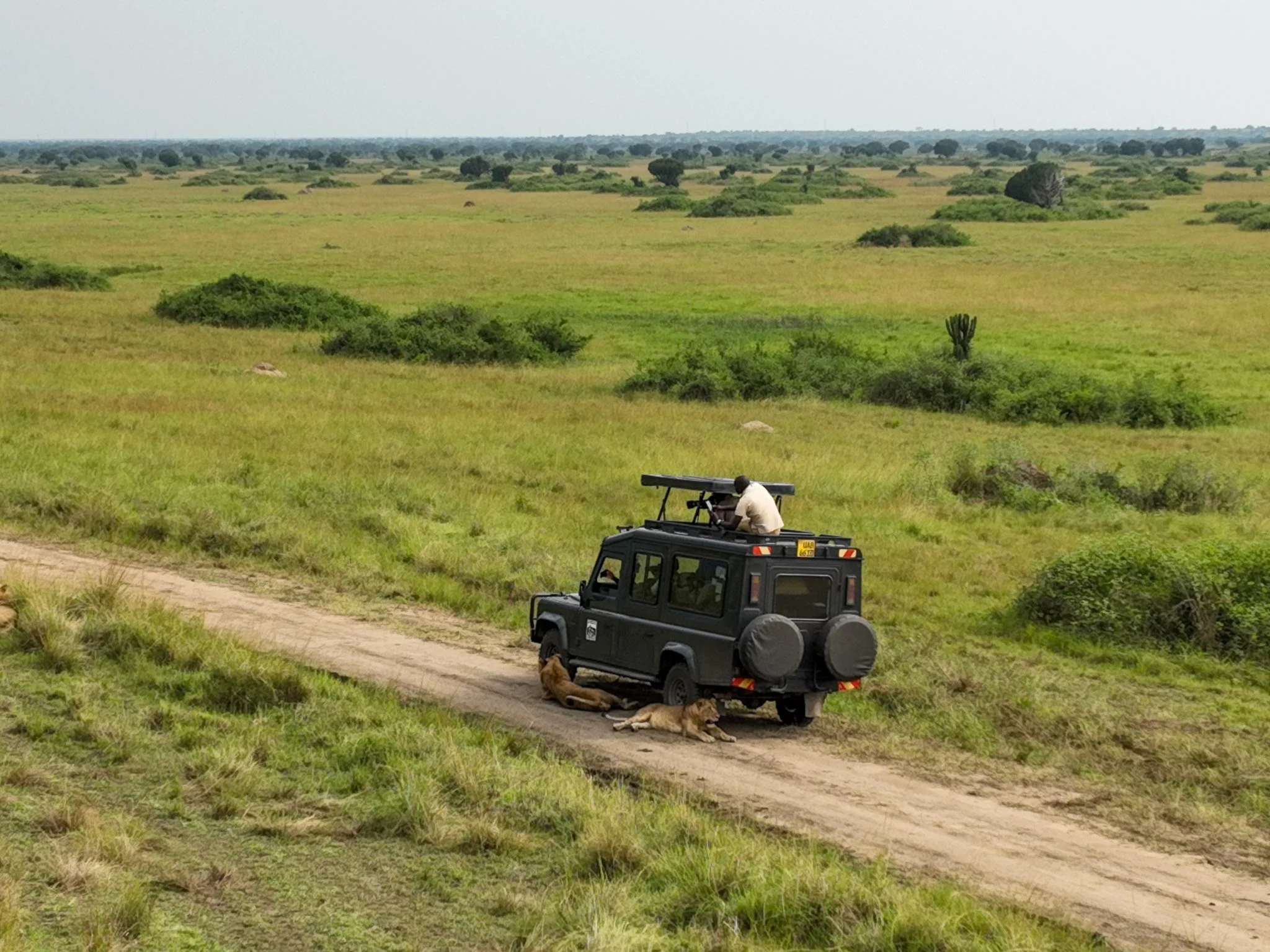 Kyambura Lion Monitoring Project.jpg