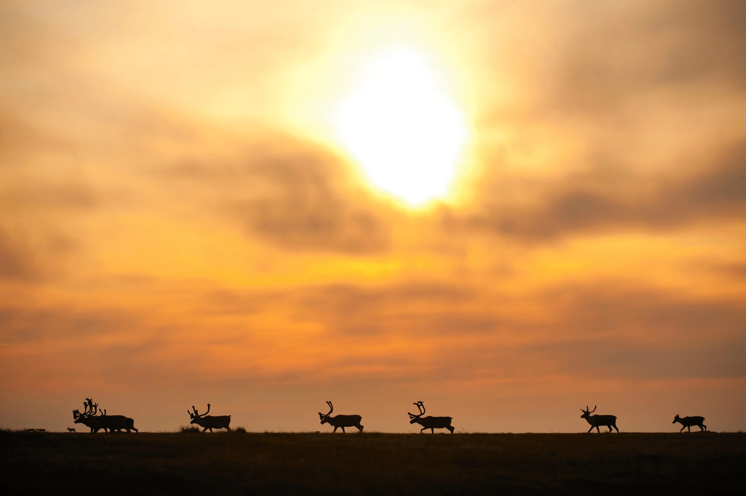 Animals in the sunset