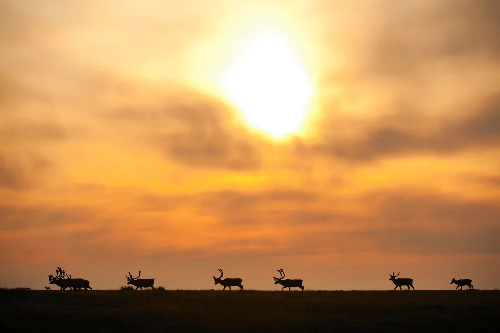 Protecting the Arctic Refuge Through Indigenous Leadership