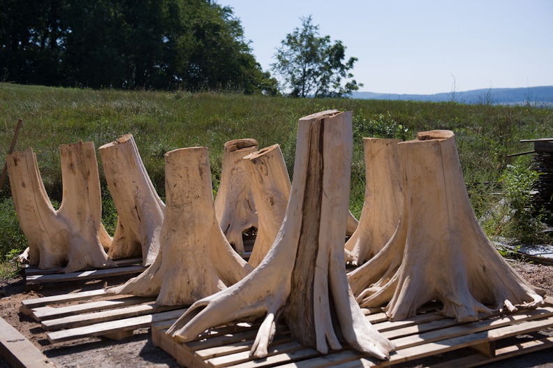 Copy of Cedar tree stumps just arrived from Northern Michigan, leftovers from the lumber industry.