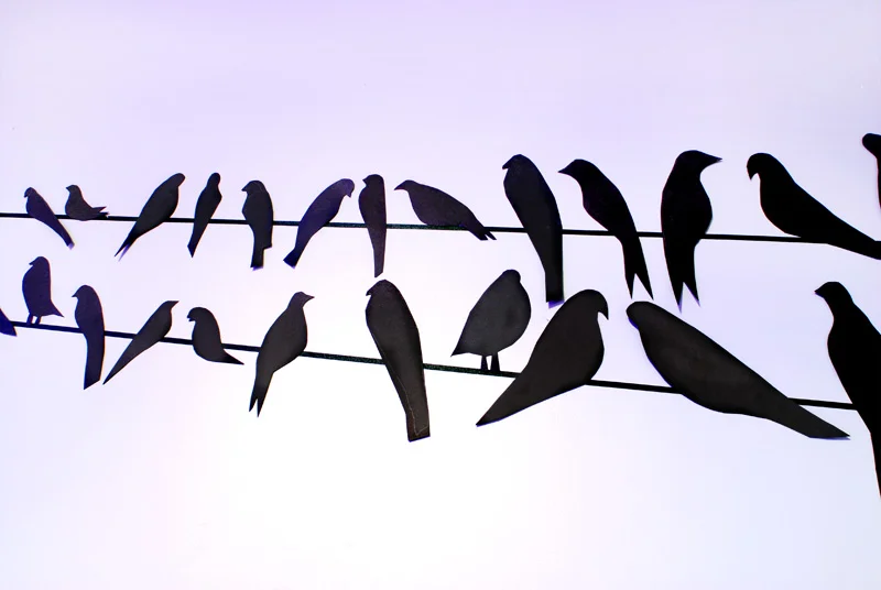 maura_sheehan_birds_14.jpg