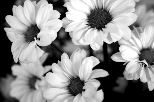 flowers.jpg