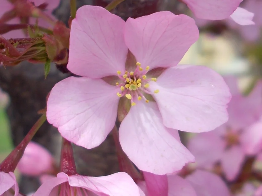 SPRING FLOWER