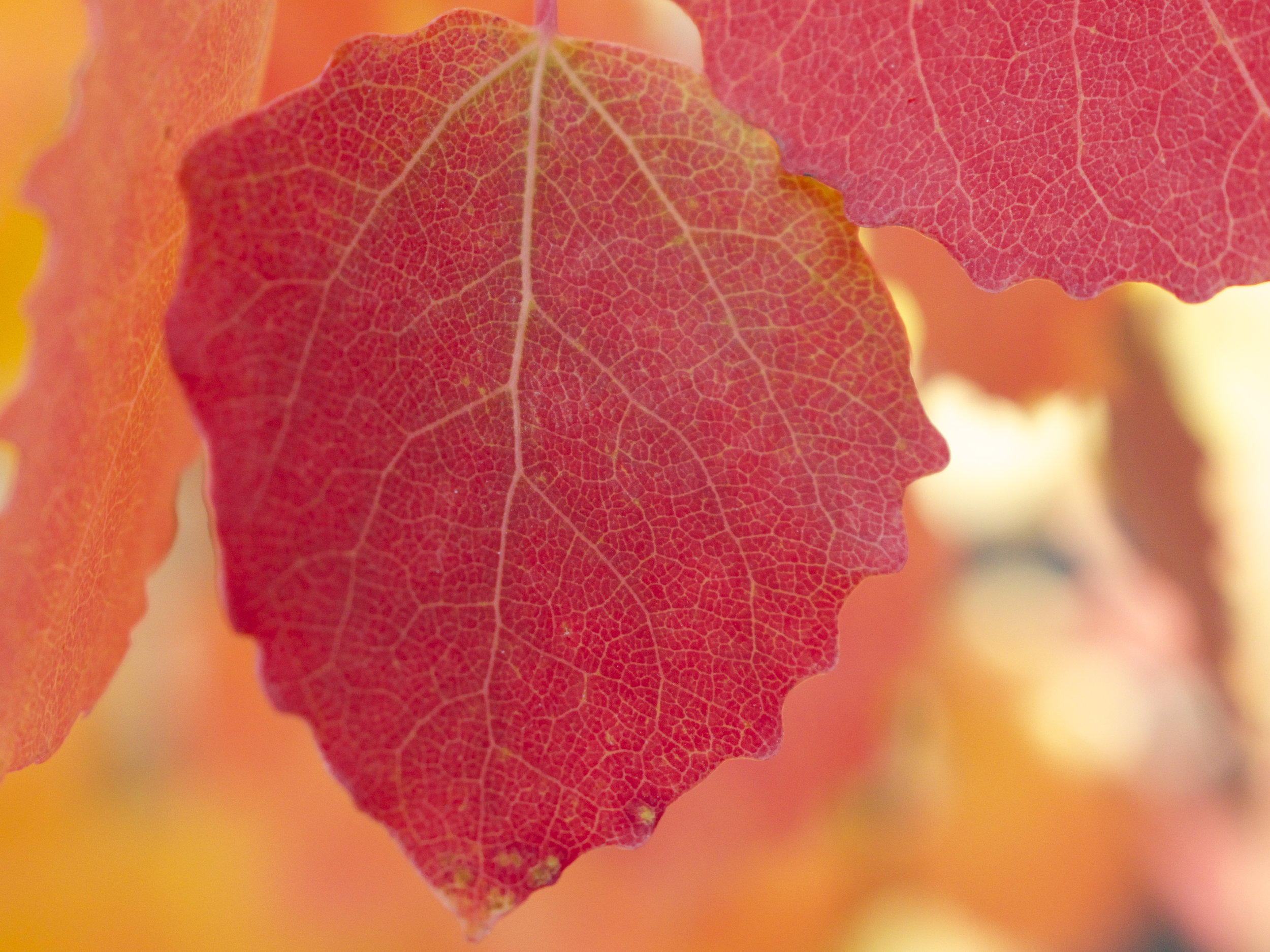 FALL COLOR