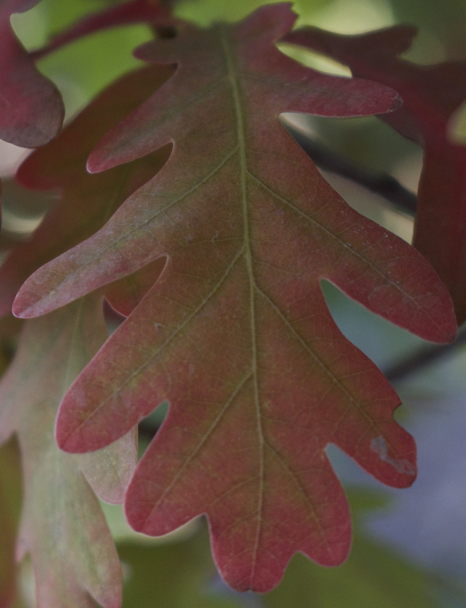 FALL COLOR