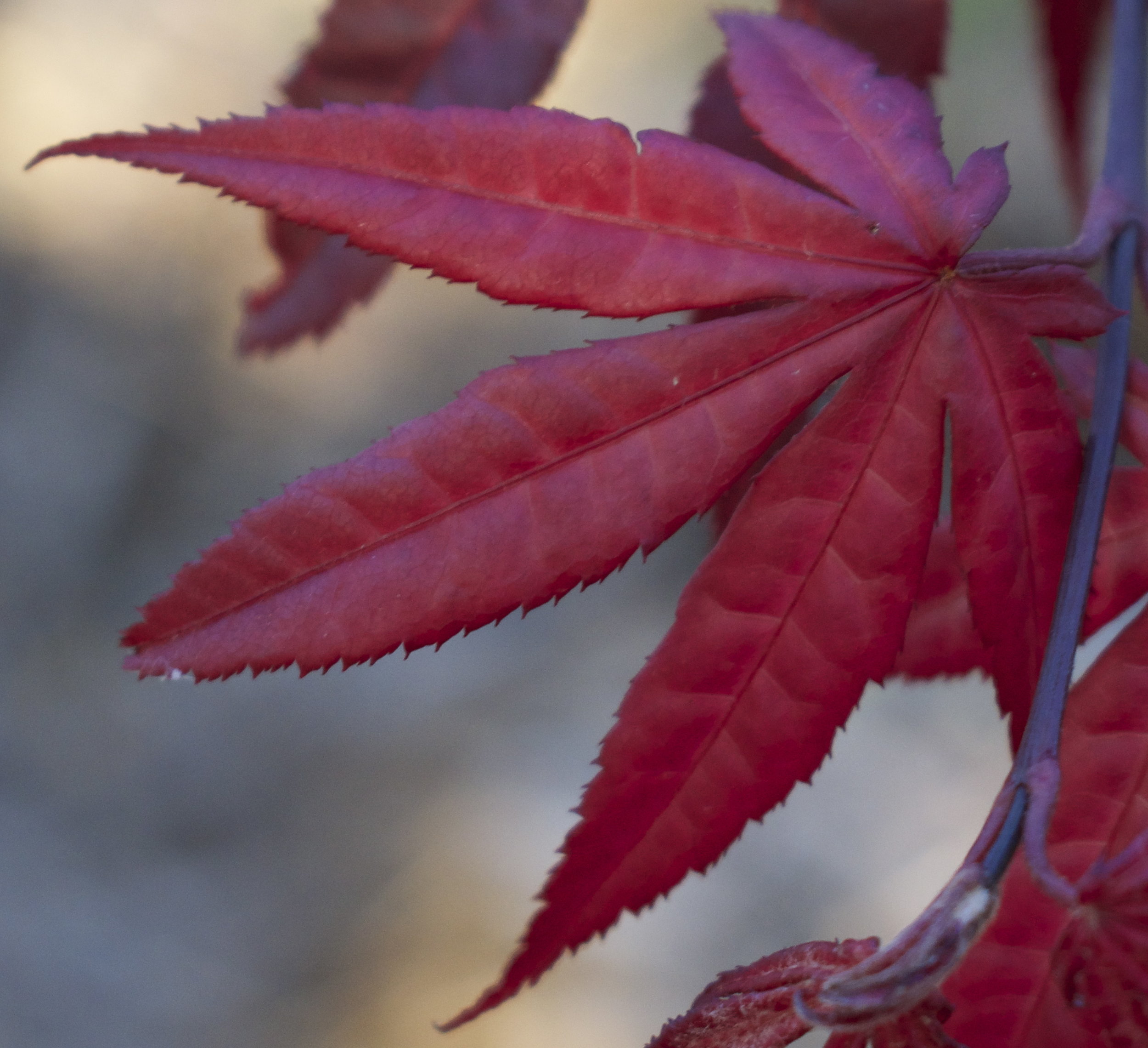 FALL COLOR