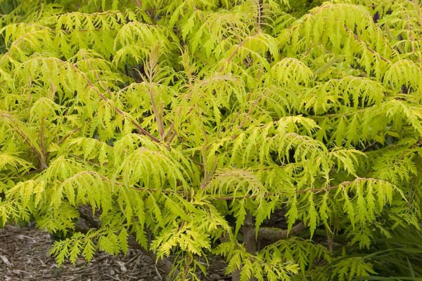 Tiger Eyes Sumac