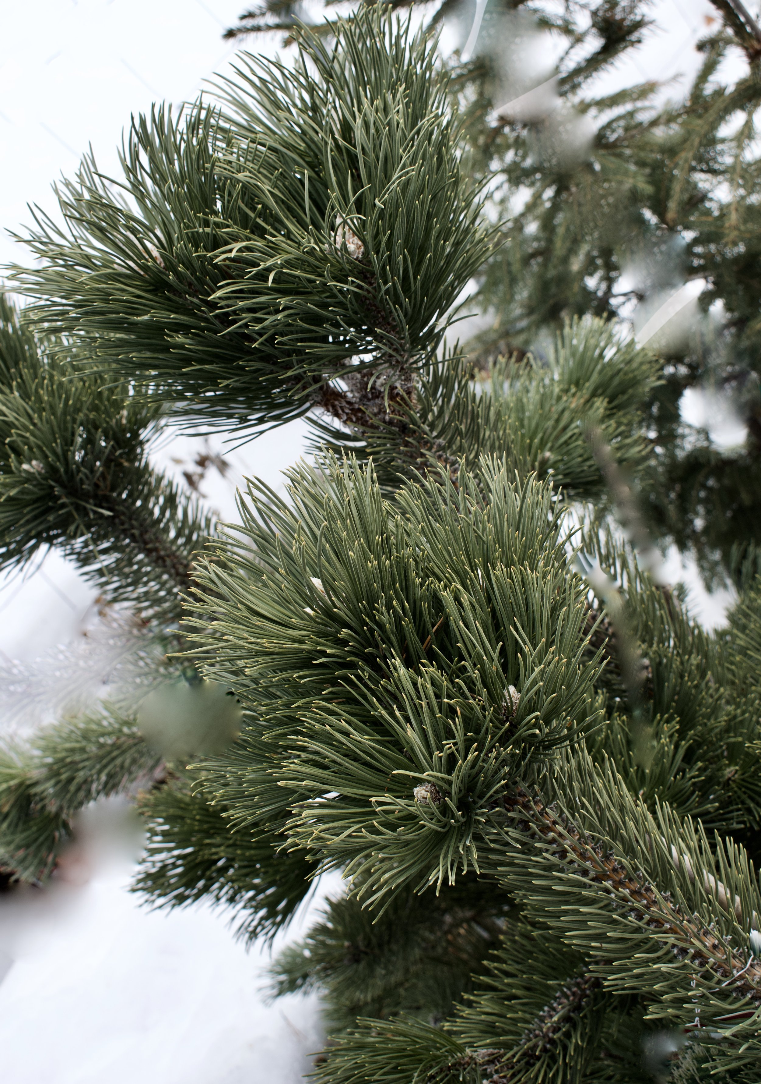 winter foliage