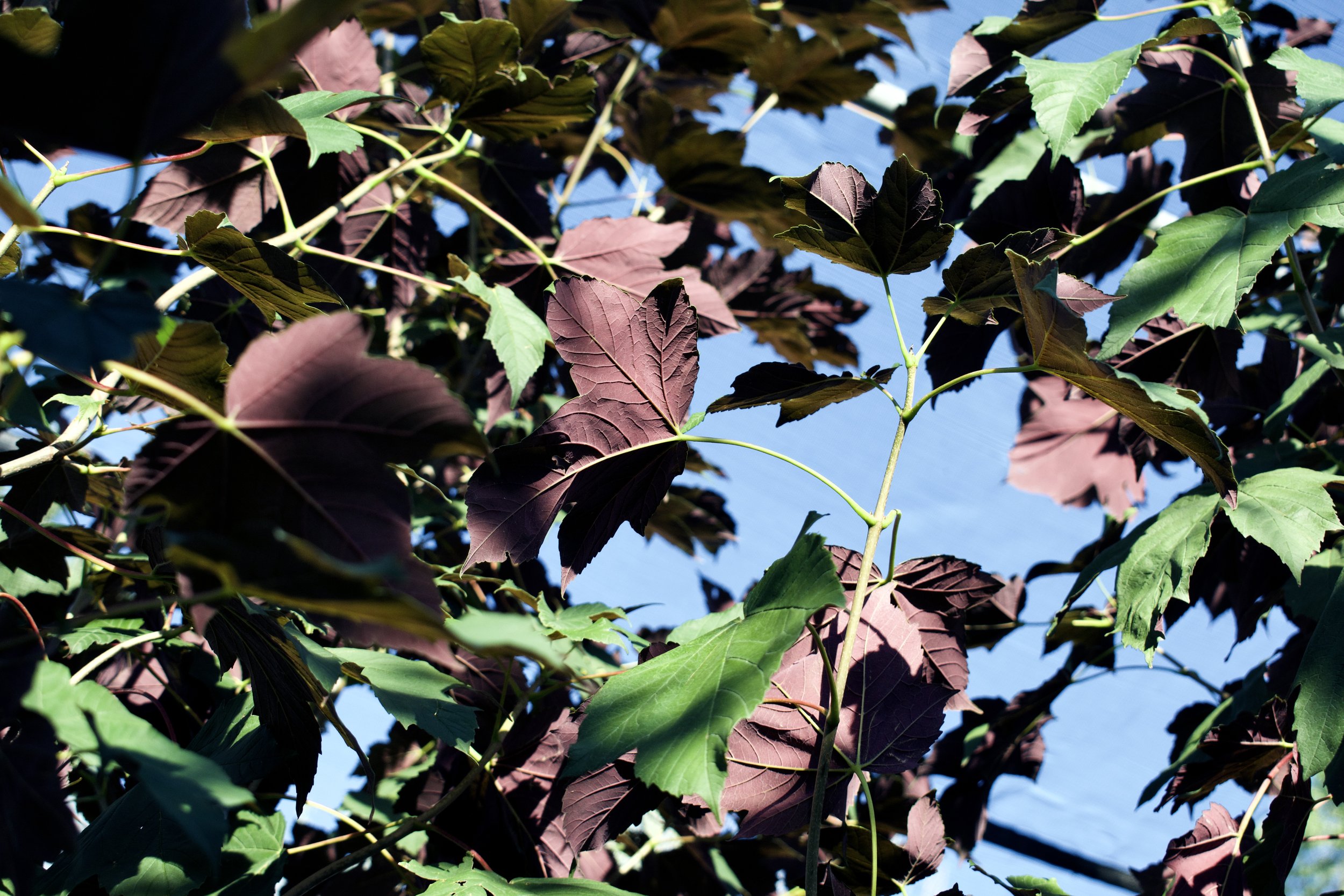 Regal Petticoat Maple