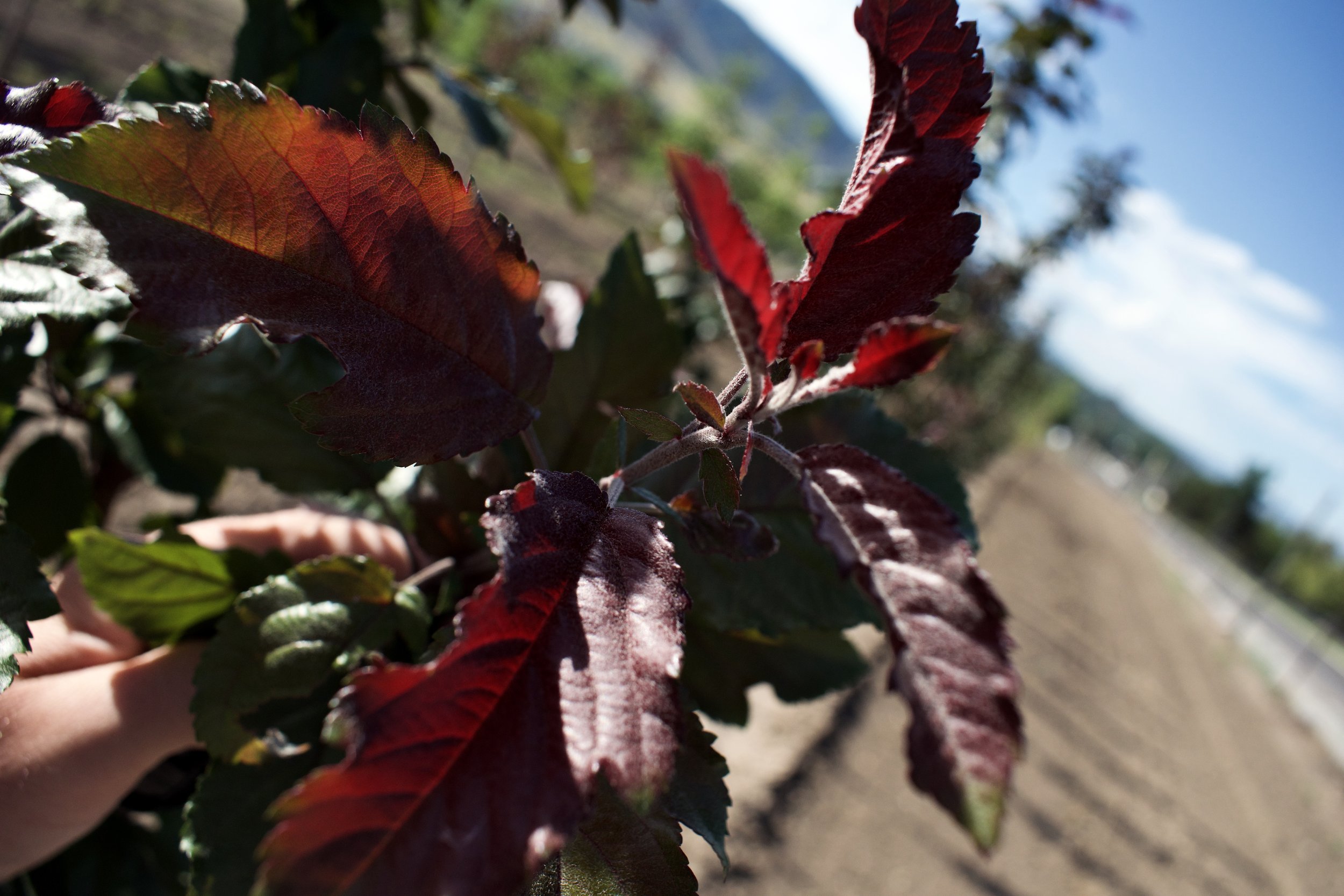 Raspberry Spear Crabapple