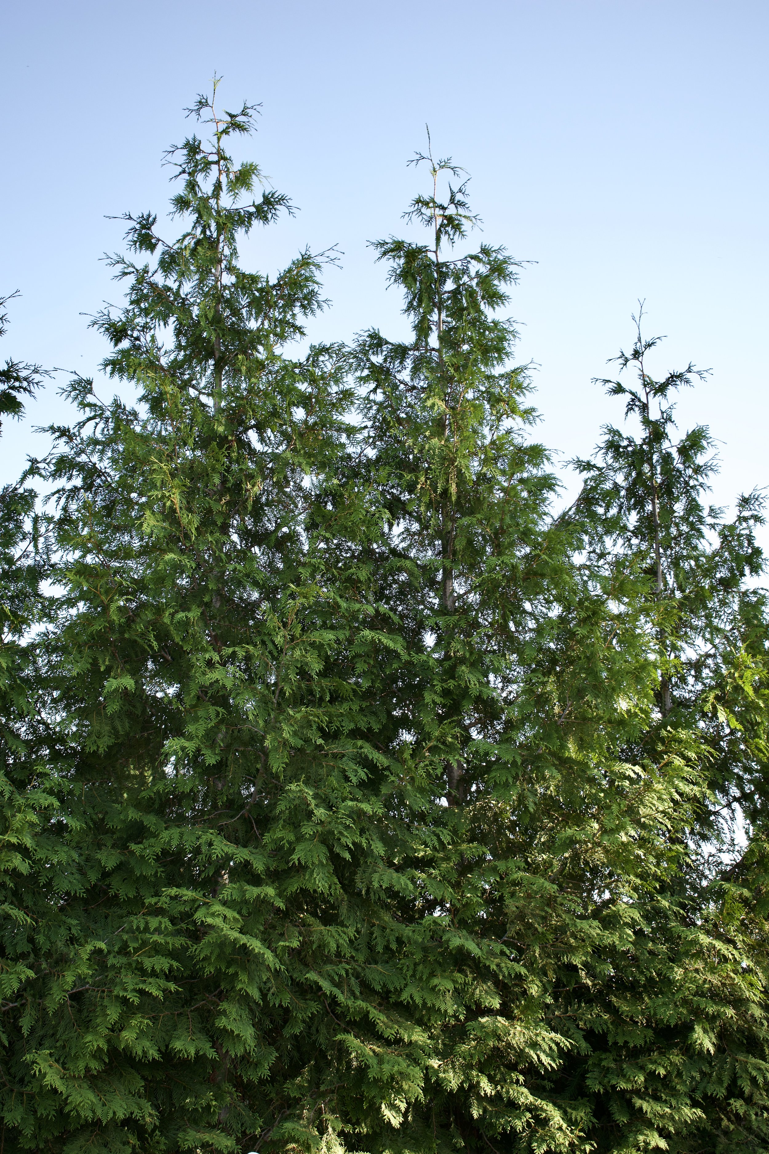 Green Giant Thuja