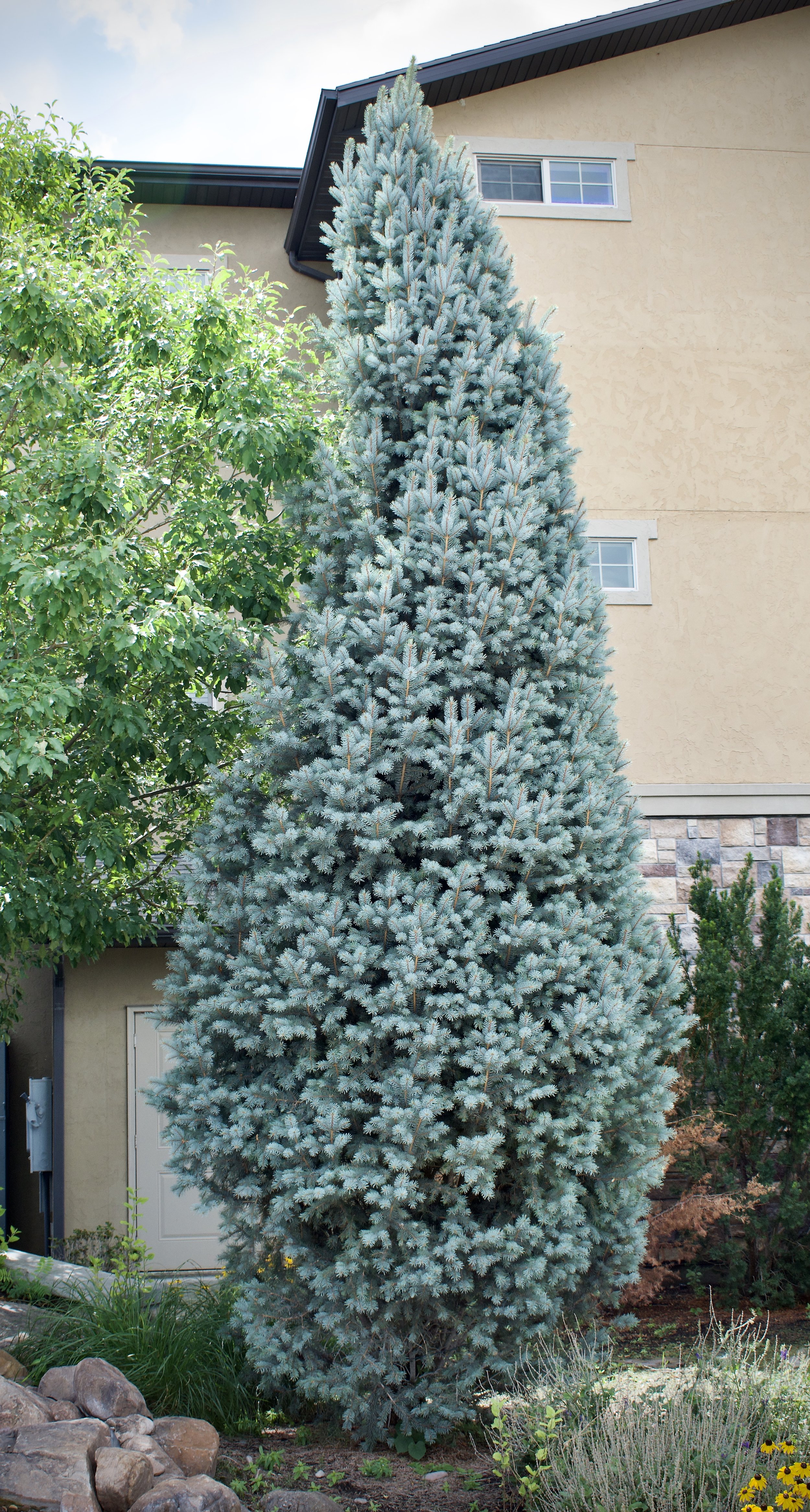 Columnar Blue Spruce