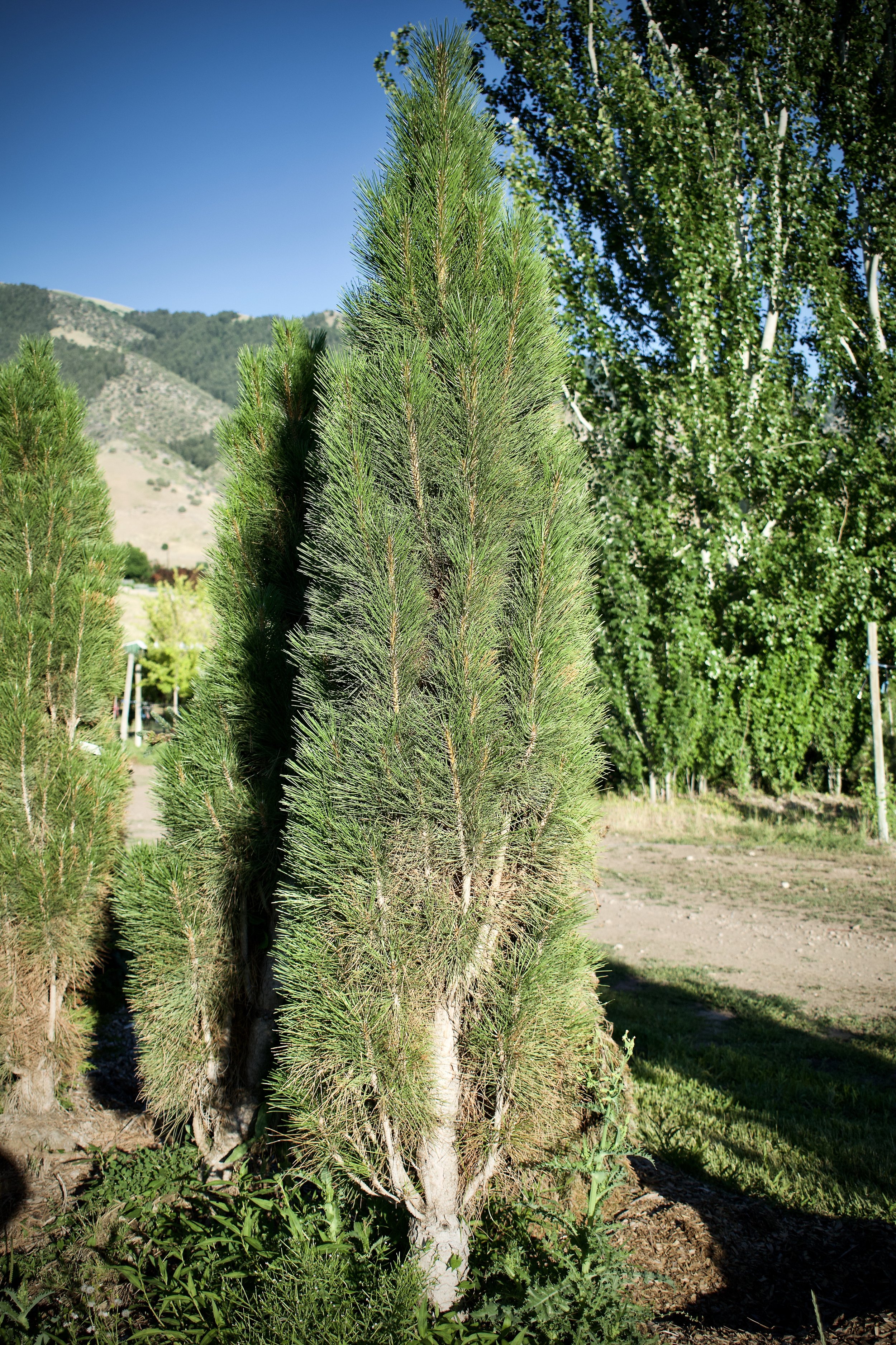 Green Tower Pine