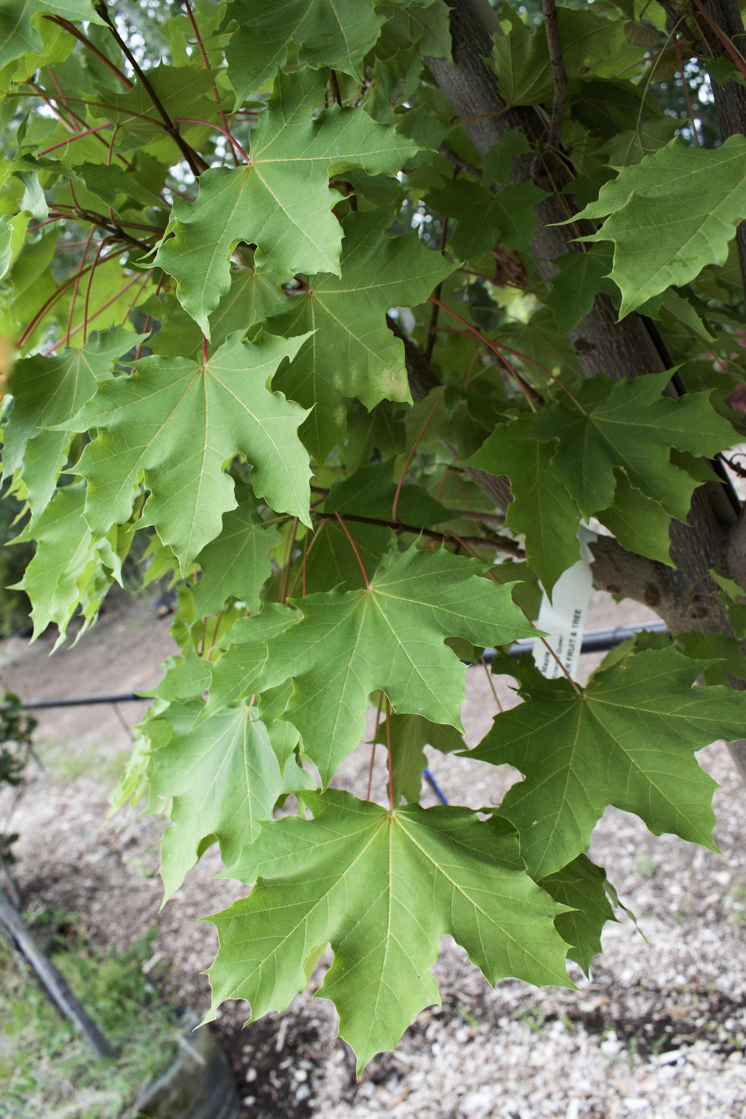 Emerald Queen Maple