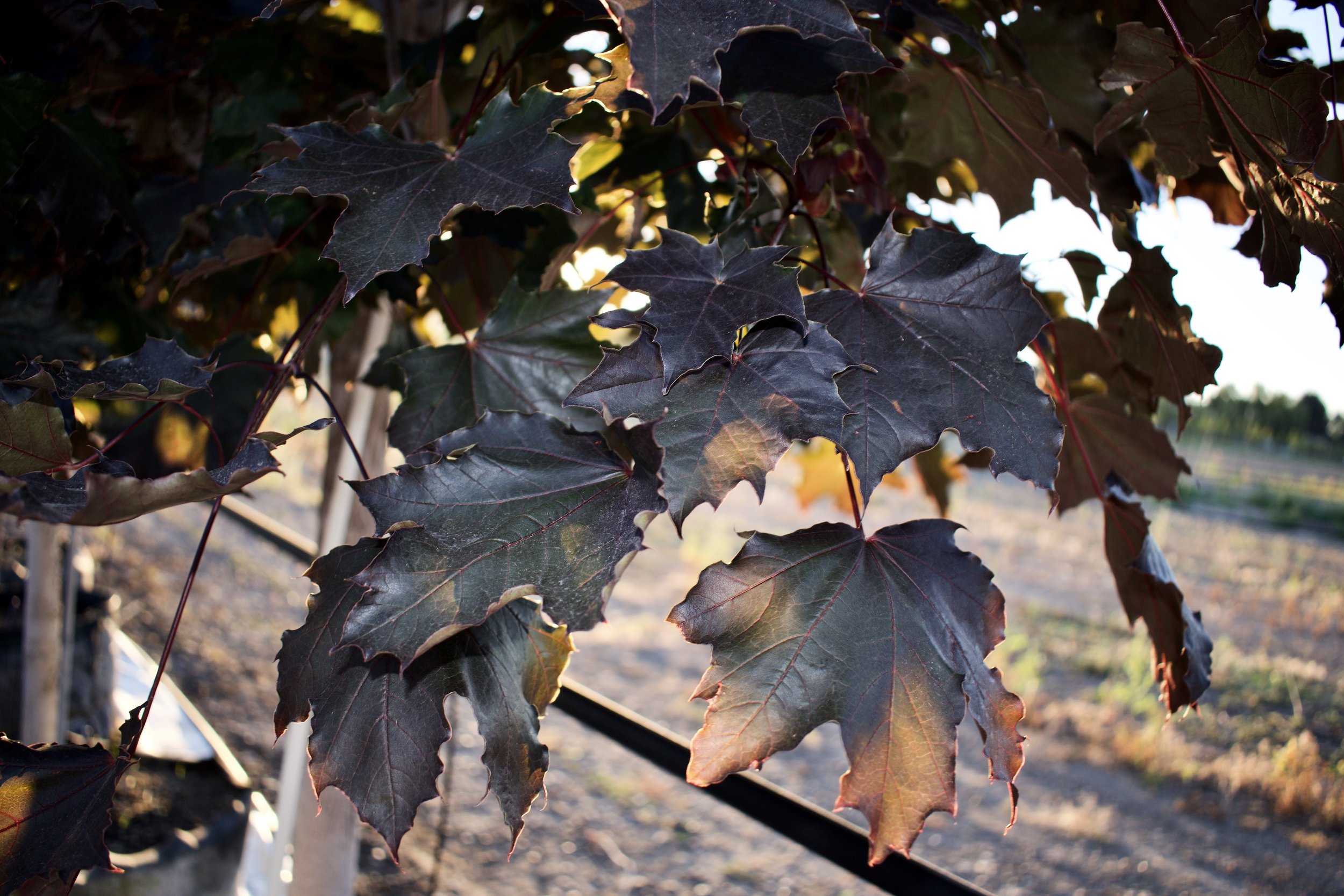 Royal Red Maple