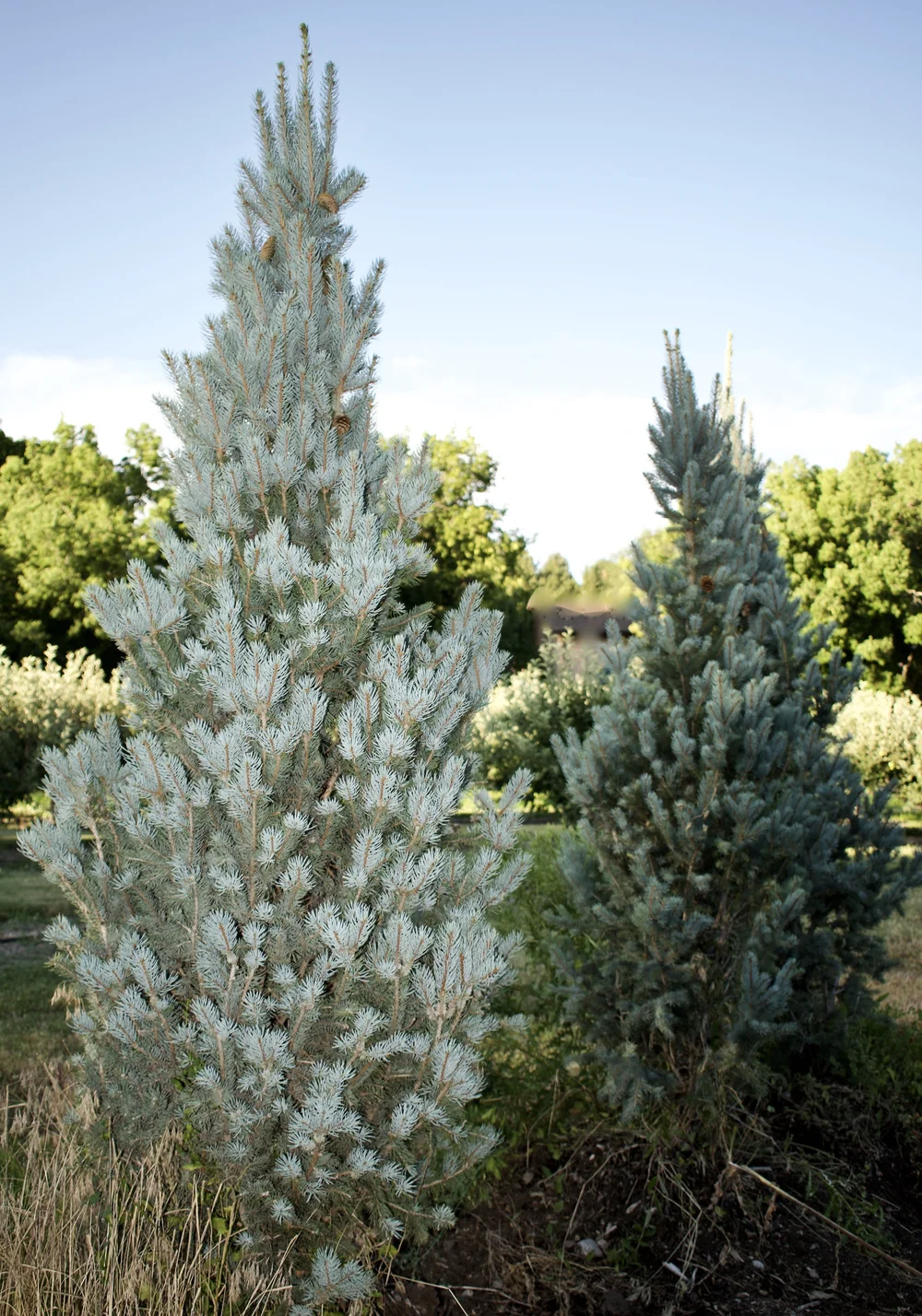Columnar Blue Spruce Edmonton