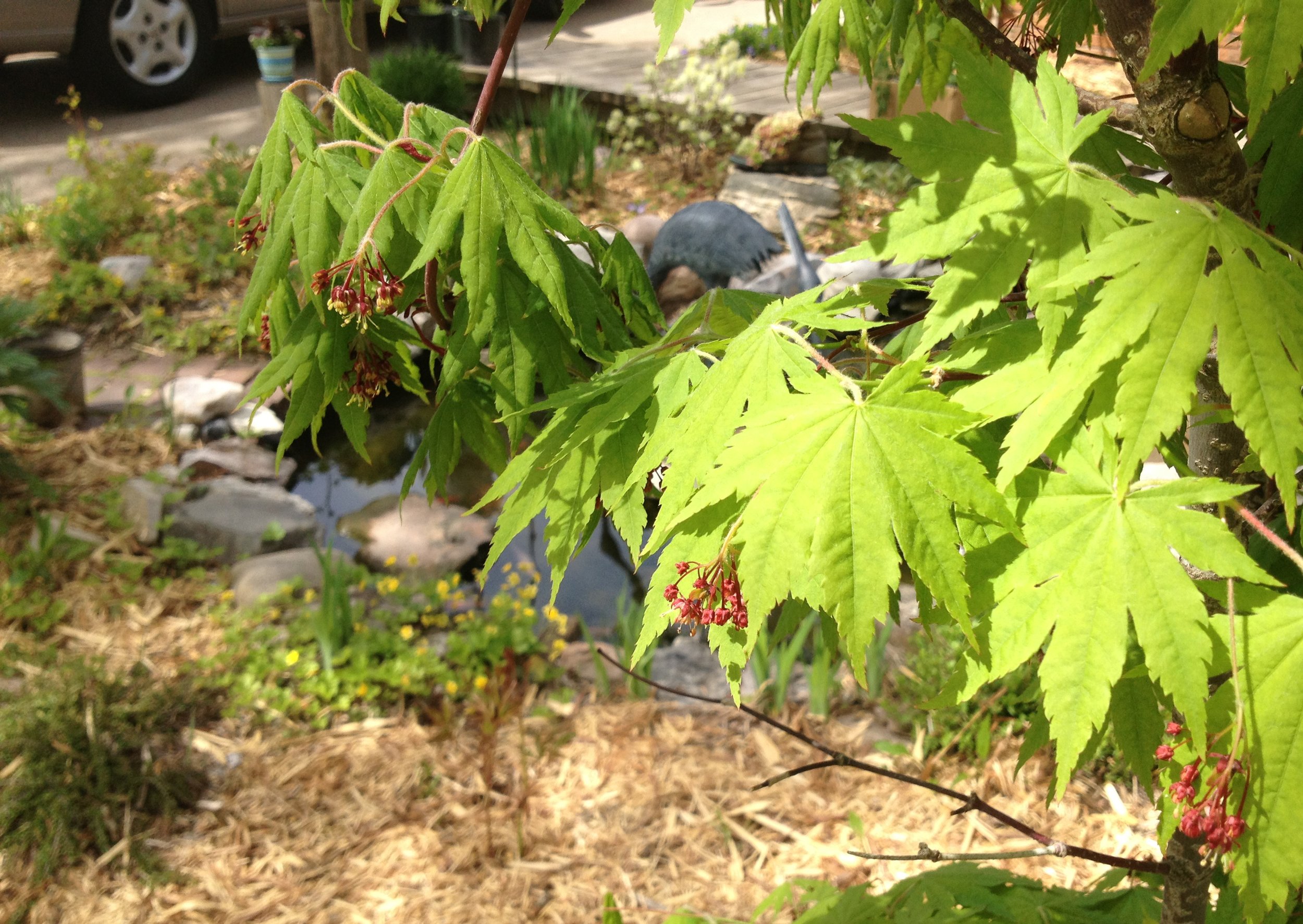 spring foliage &amp; flowers