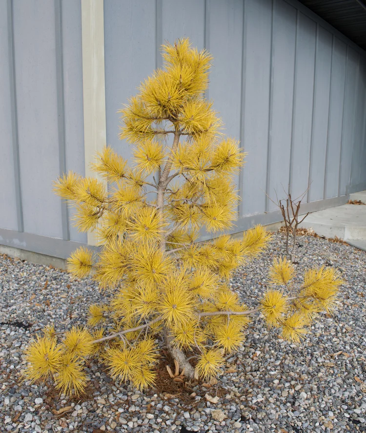 Pine, Chief Joseph — ZOLLINGER FRUIT & TREE FARM