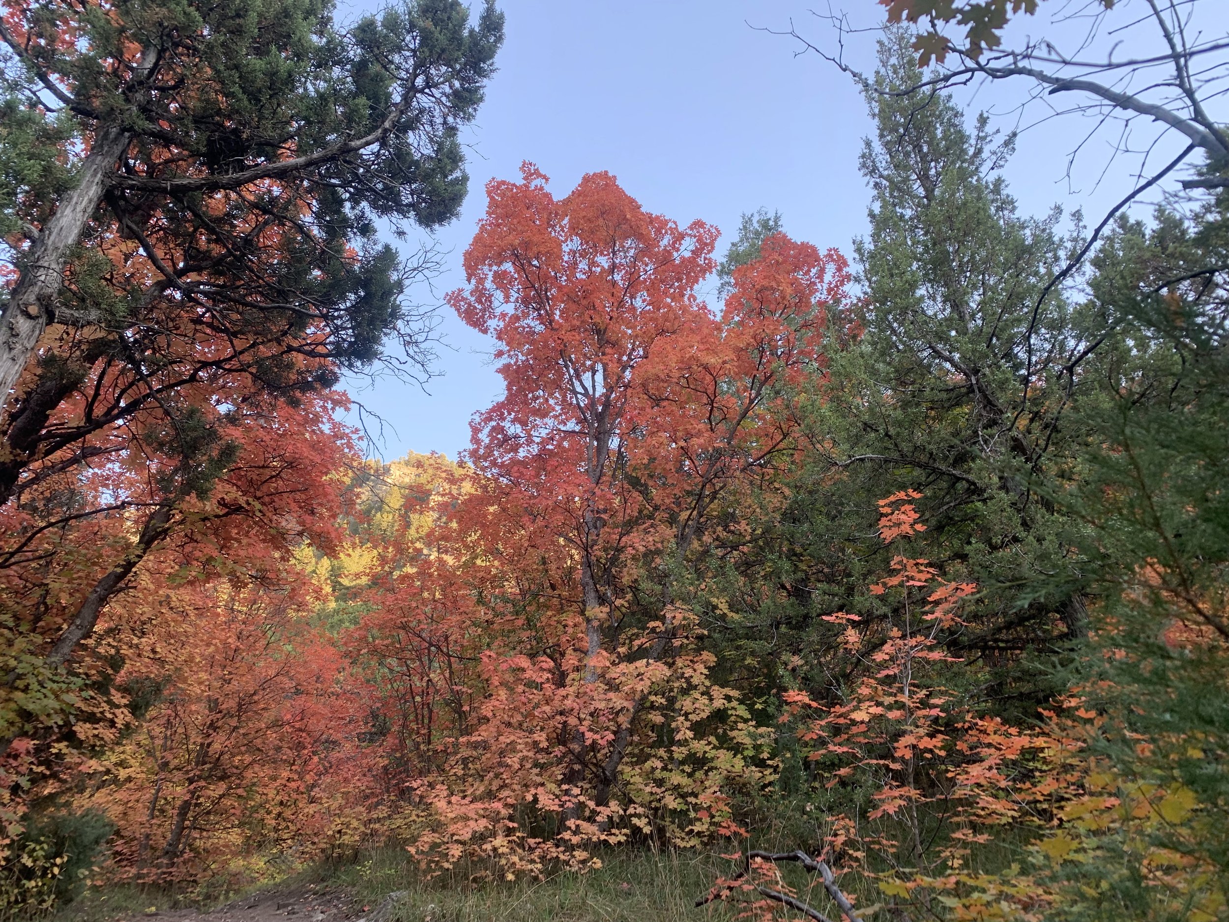 Fall Color