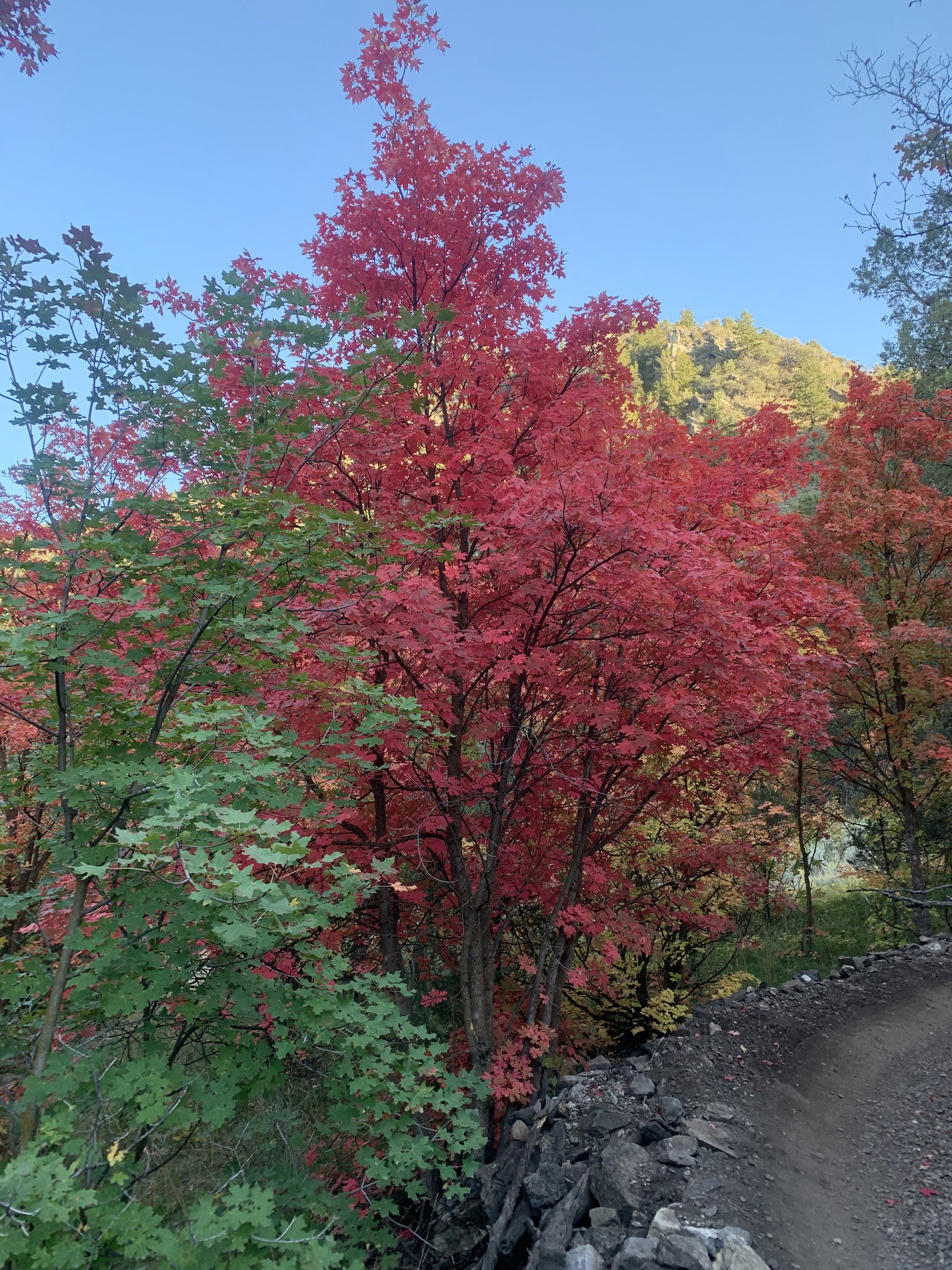 Fall Color