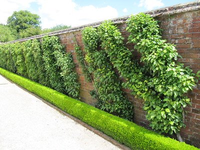    "     Espalier fruit trees     " by      wallygrom      is licensed under      CC BY-SA 2.0     .   