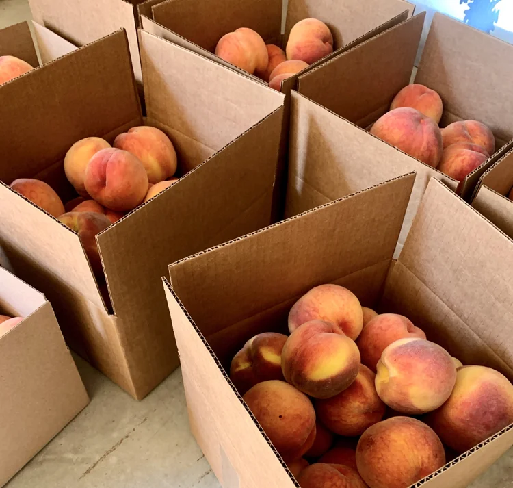 LOCAL PEACHES — ZOLLINGER FRUIT & TREE FARM