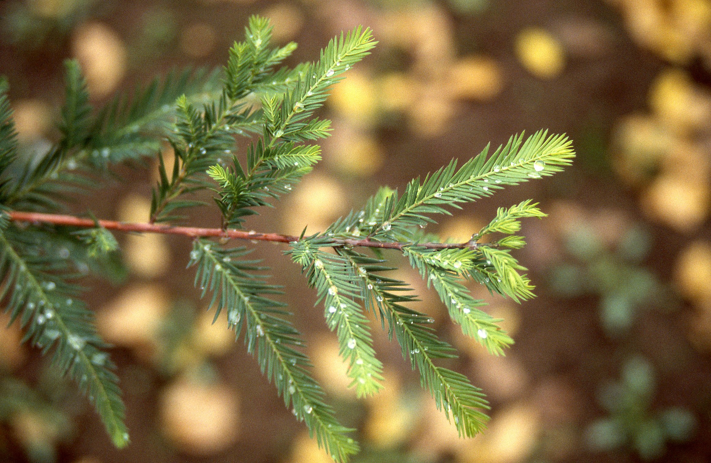 Copy of Bald Cypress foliage.jpg