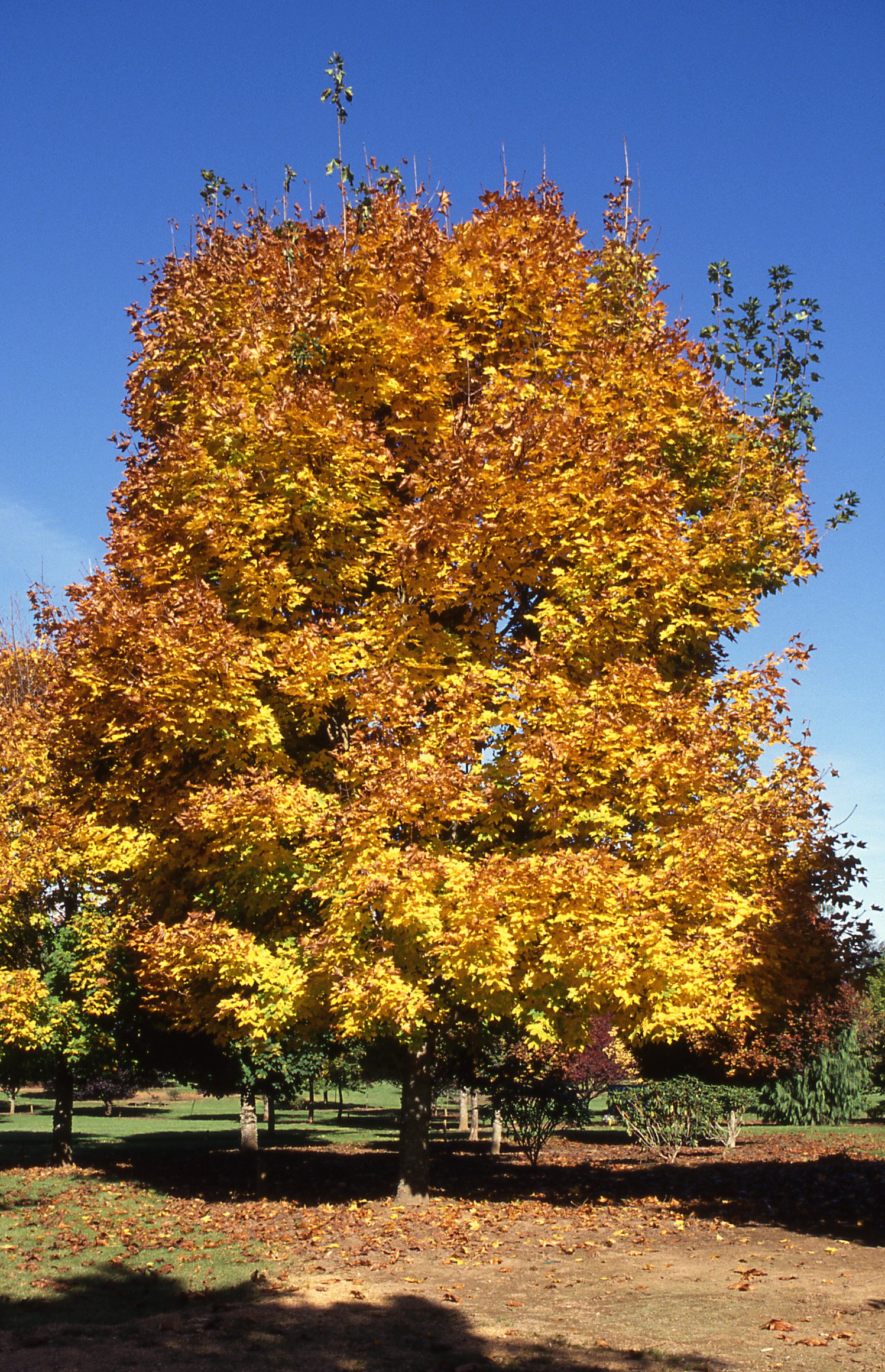 Copy of Emerald Queen Maple fc tree.jpg