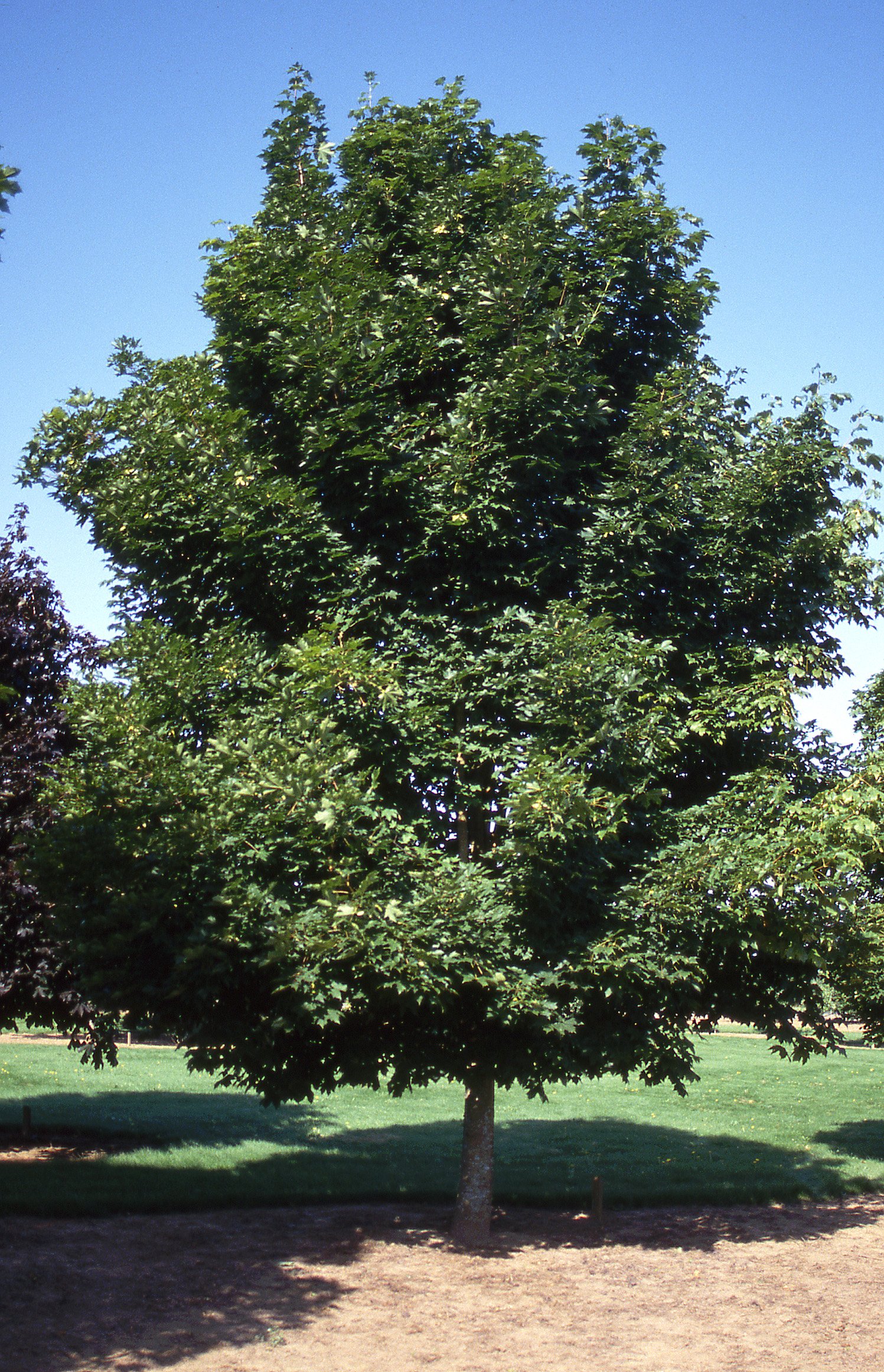 Copy of Emerald Queen Maple tree.jpg