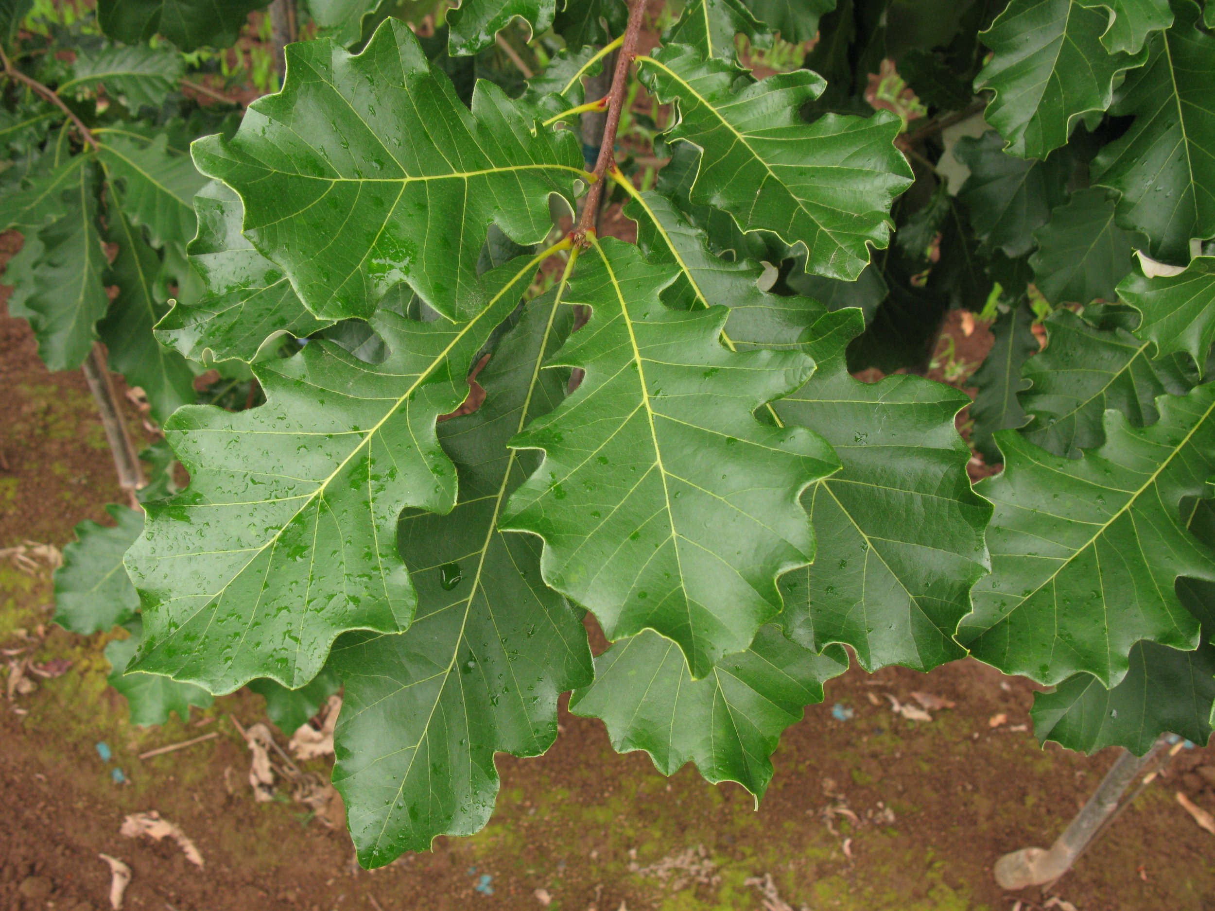 Copy of American Dream Oak foliage 04.JPG
