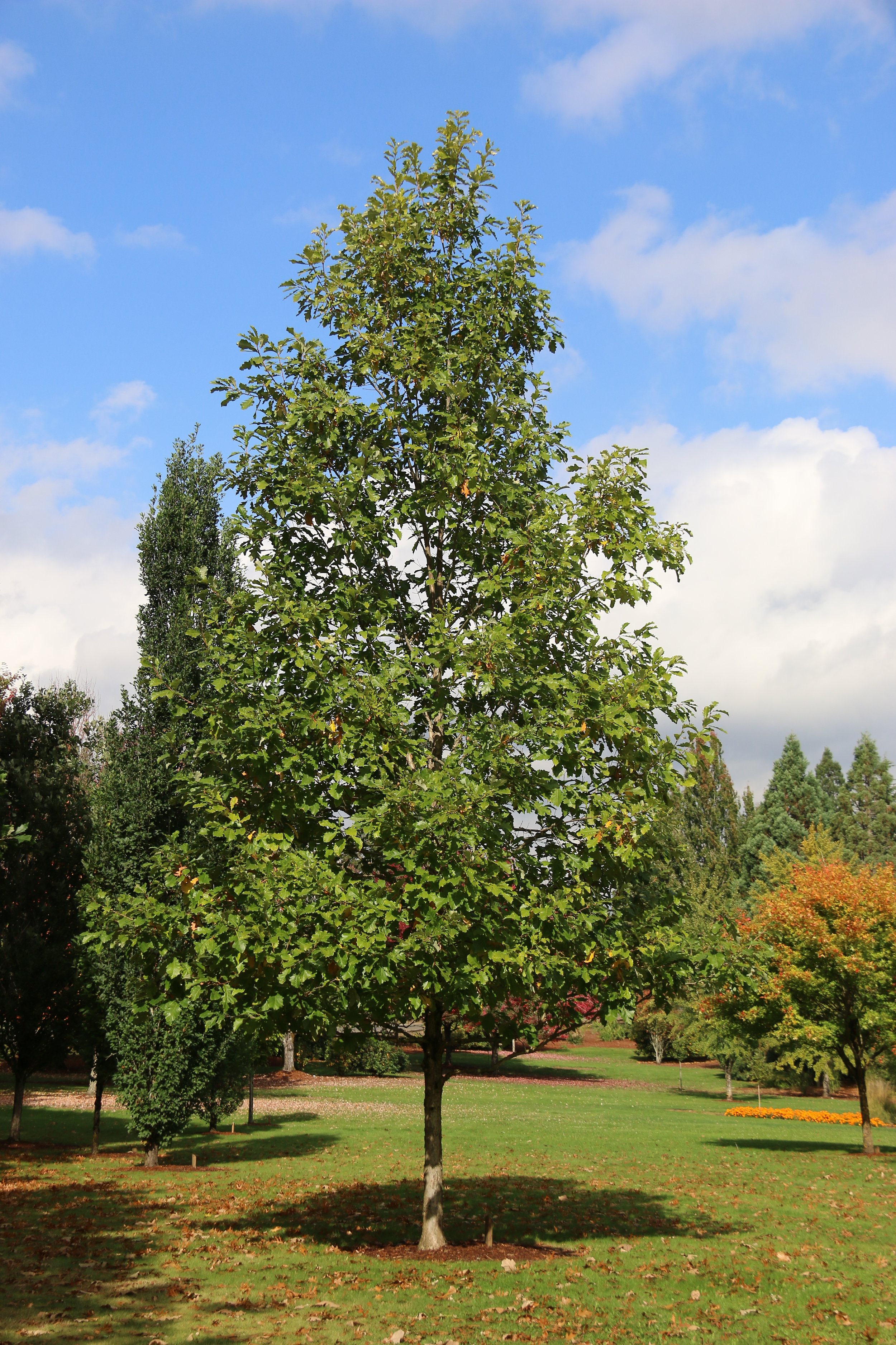 Copy of American Dream Oak tree 31.jpg