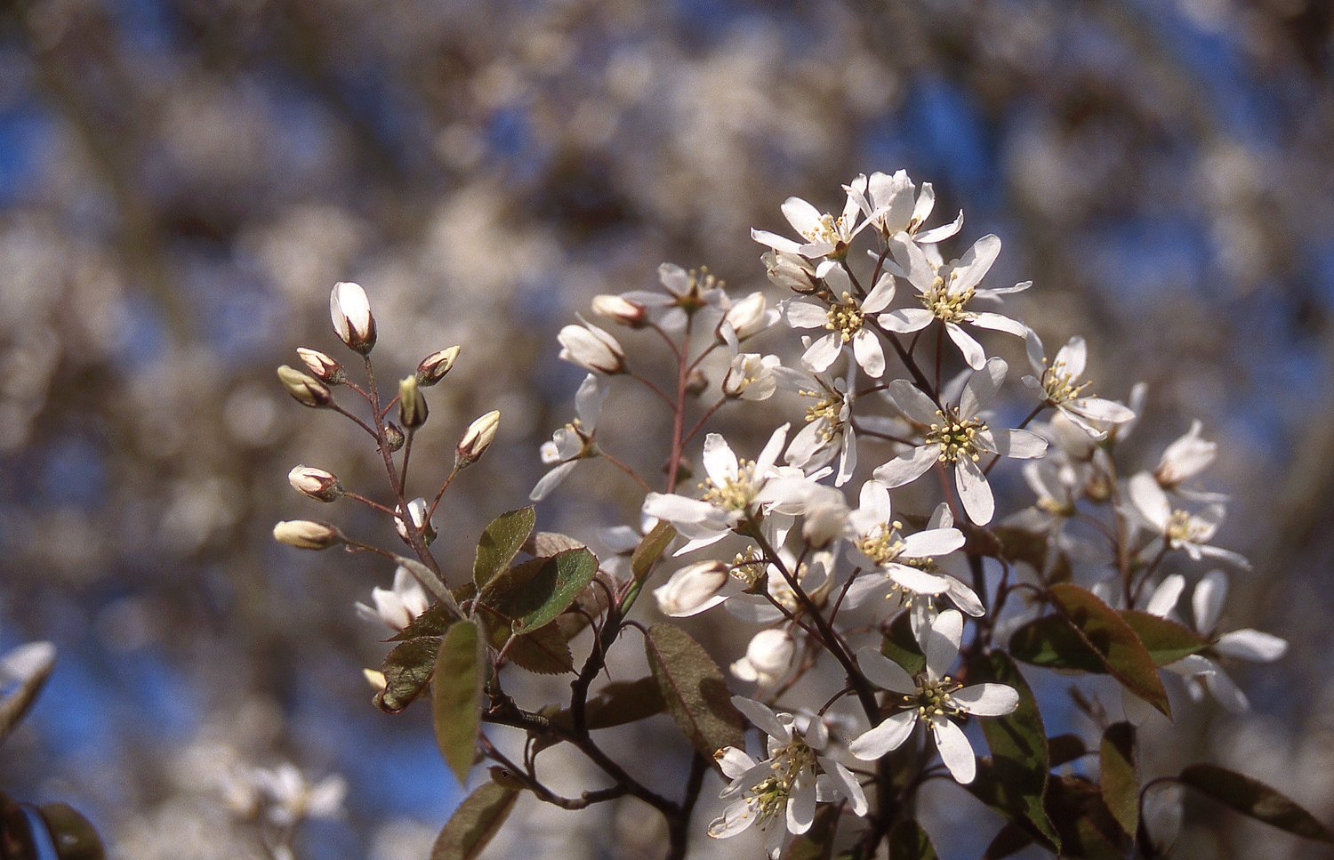 Serviceberry, Autumn Brilliance — ZOLLINGER FRUIT & TREE FARM