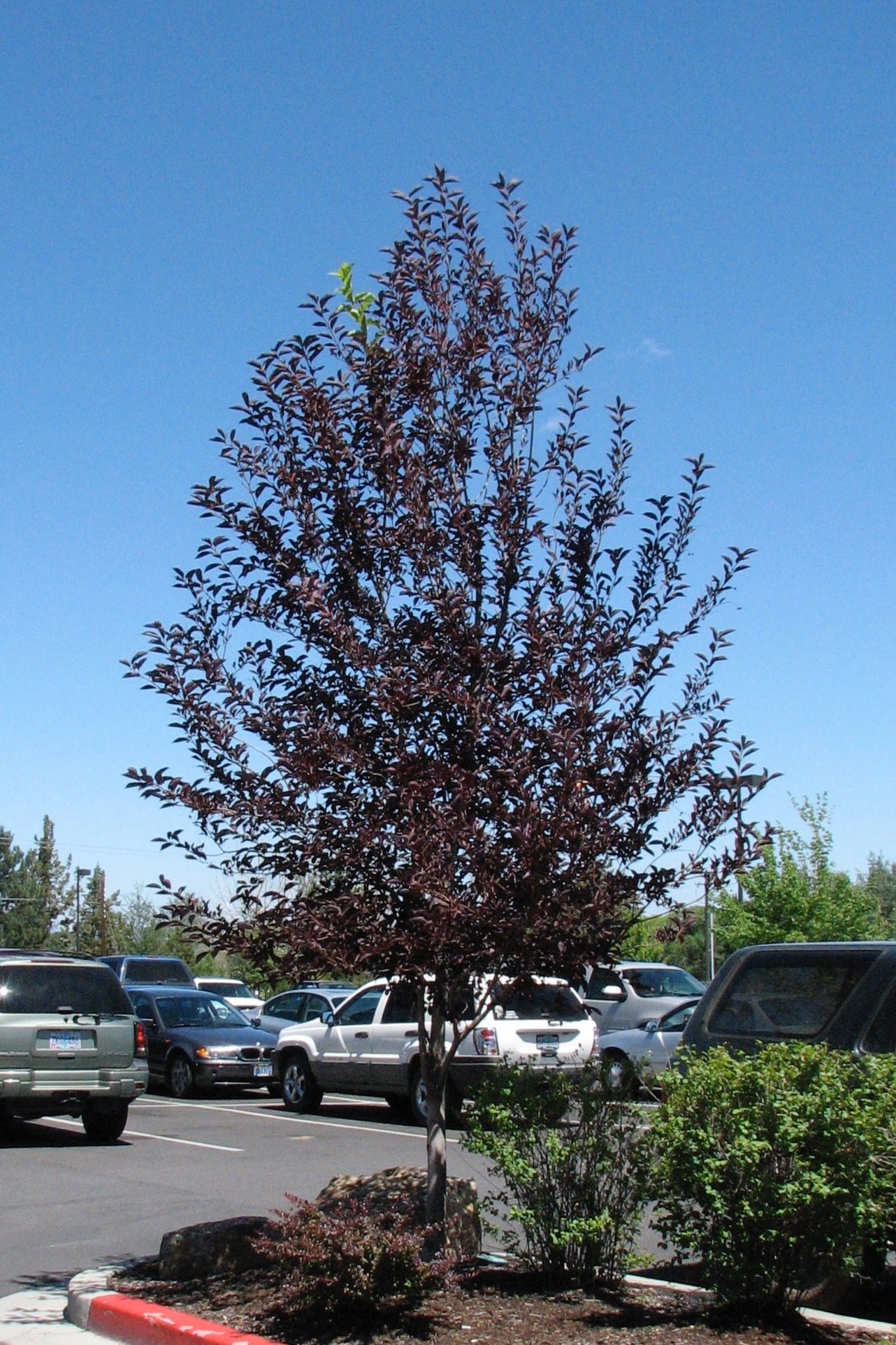 Copy+of+Canada+Red+Chokecherry+tree+04.jpg