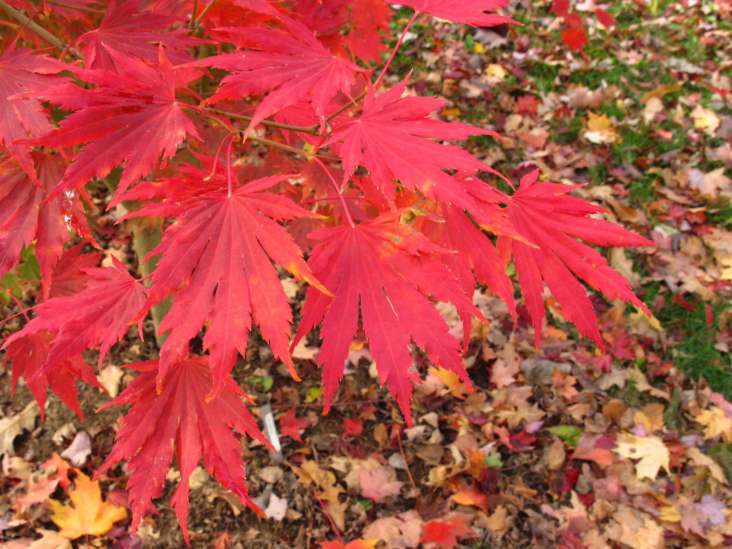 Copy of Northern Glow Maple fc leaf 03.jpg