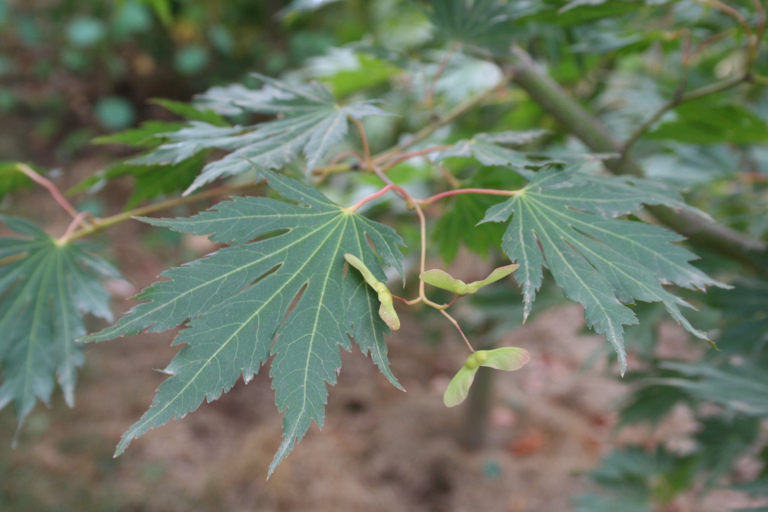 Copy of Northern Glow Maple grn leaf 02.jpg