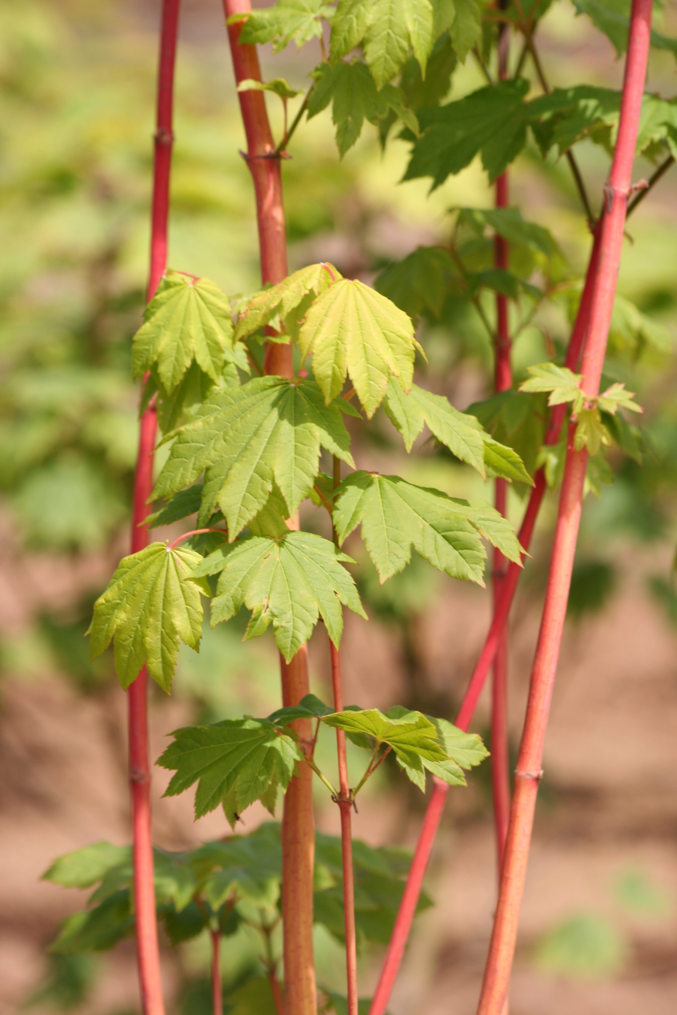 Copy of Pacific Fire Maple grn leaf 04.jpg