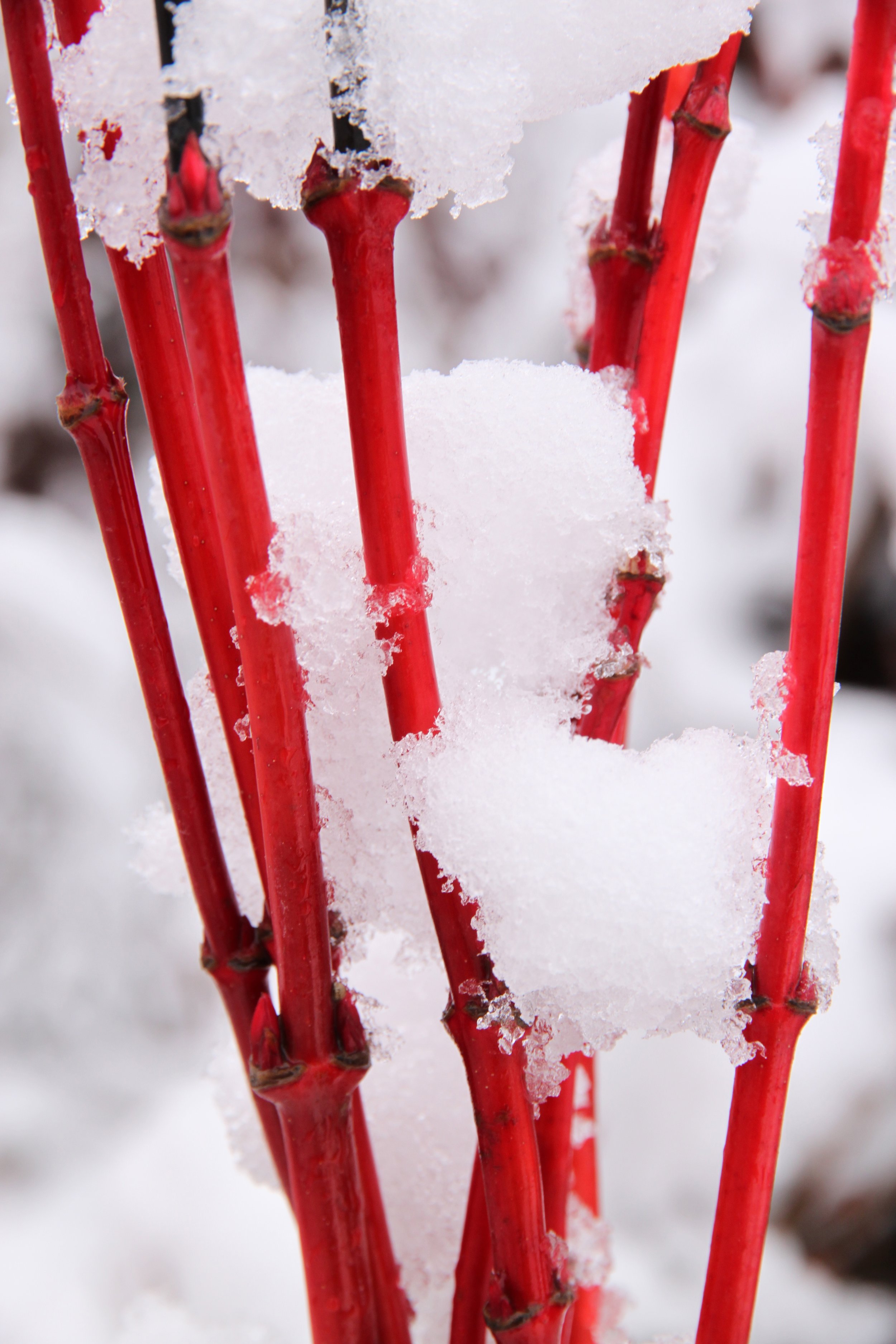 Copy of Pacific Fire Maple stems and snow 04.jpg